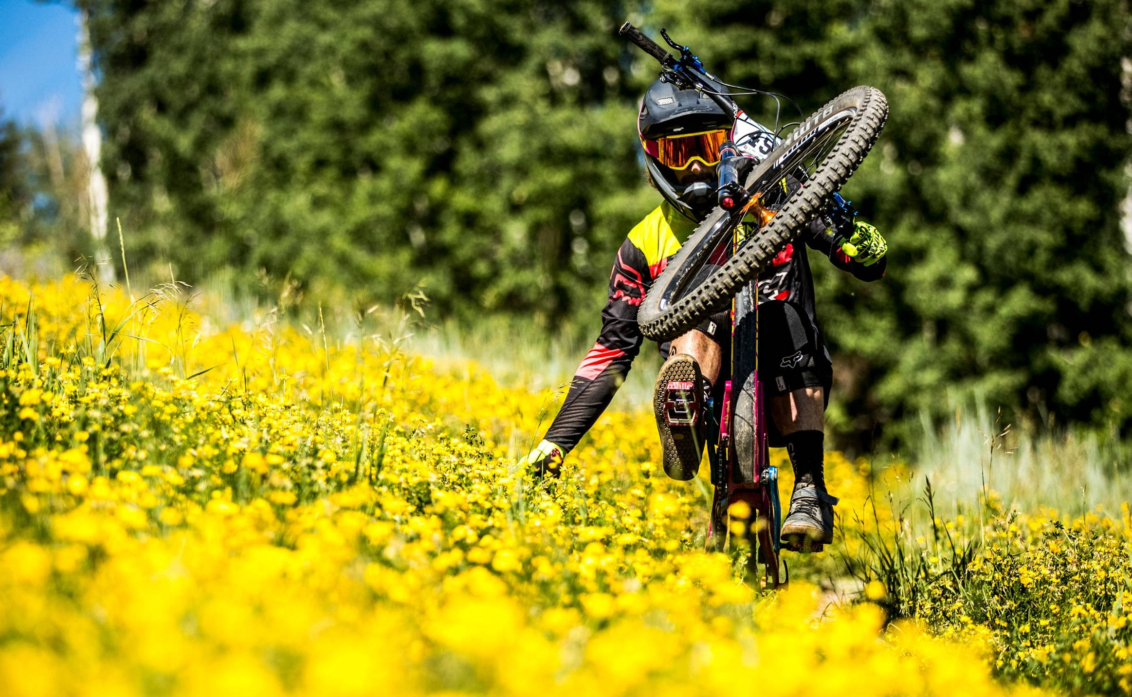 mountain biker, full gear, vibrant field of yellow wildflowers, Full HD Desktop Wallpaper
