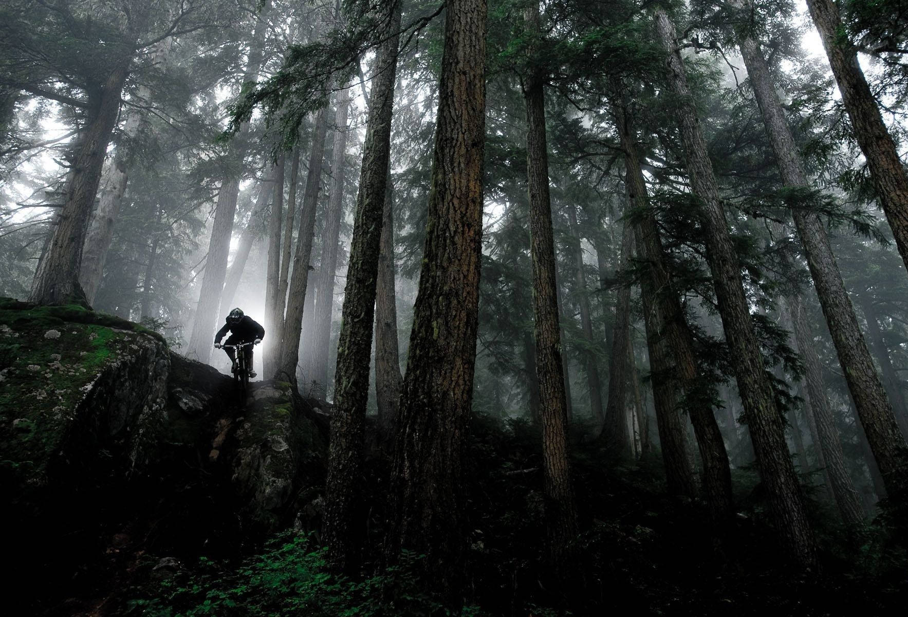 dark misty forest, misty forest trail, ethereal light, HD Desktop Wallpaper