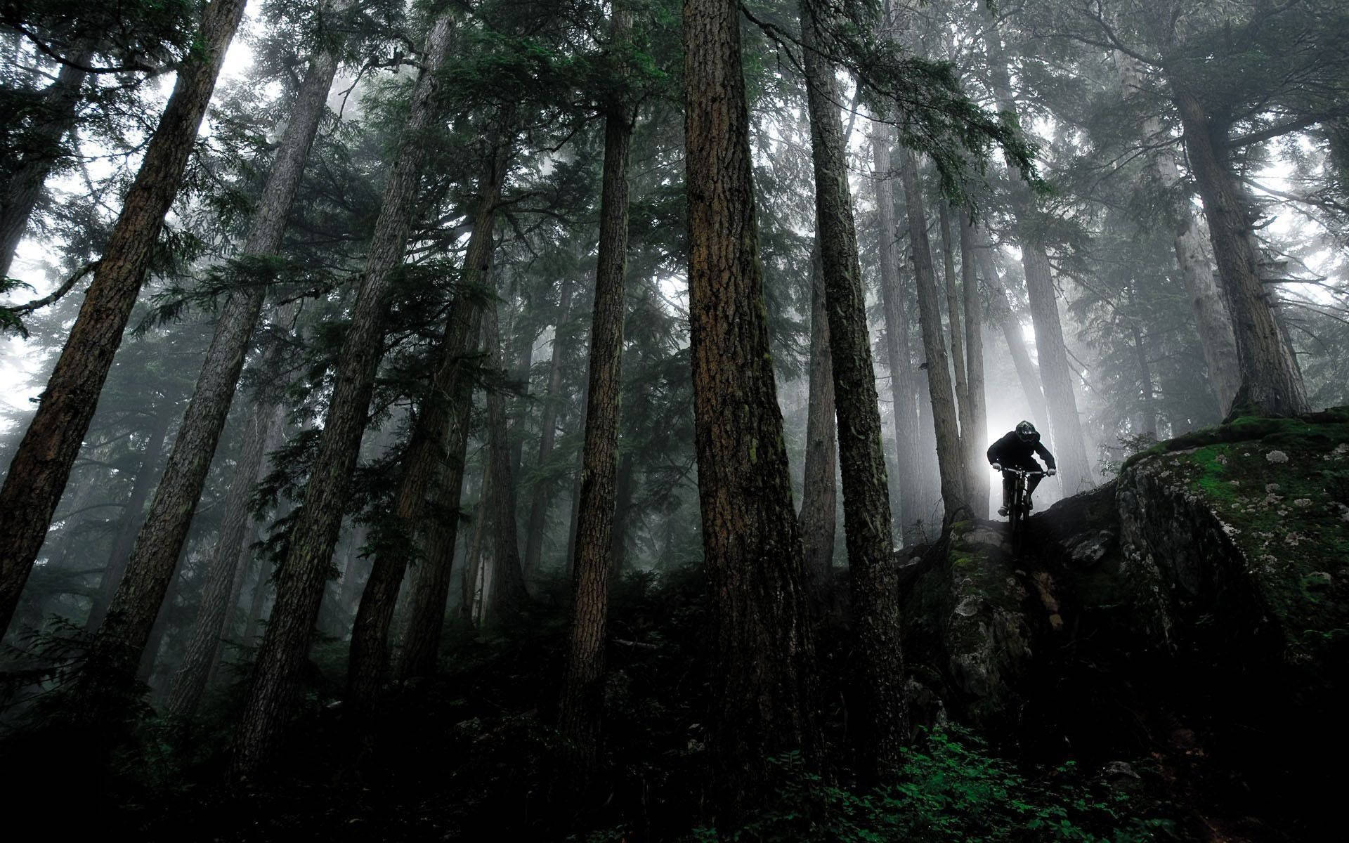foggy mountain, uphill mtb biking, misty forest, Full HD Desktop Wallpaper