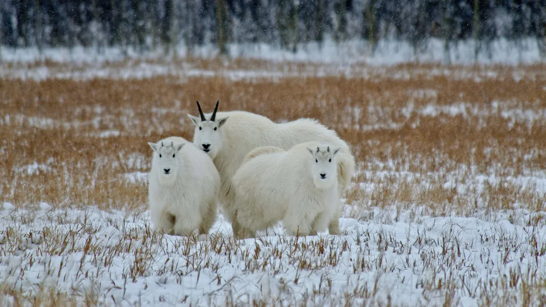 Mountain Goat