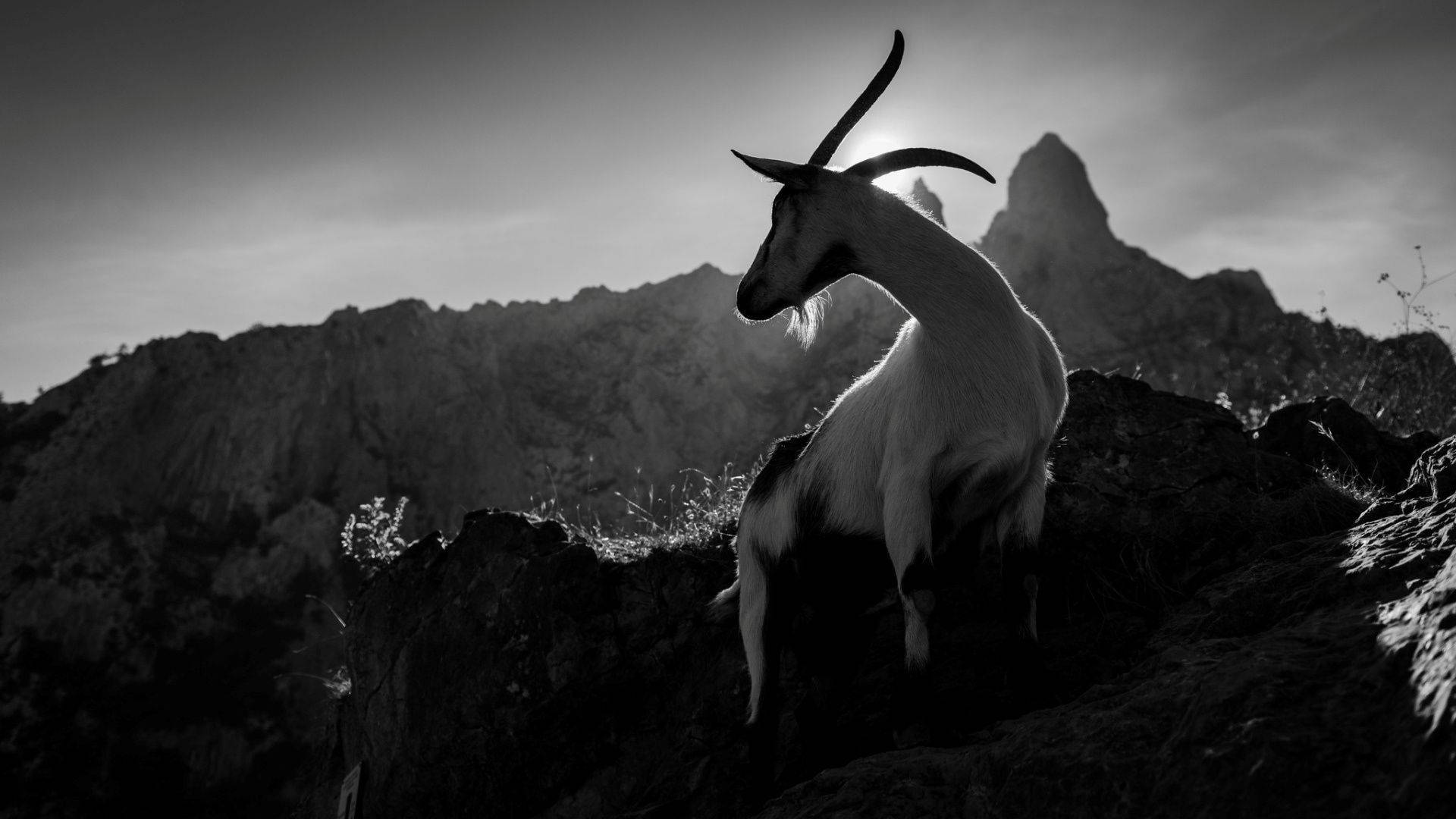 goat, mountain peak, sunlit, Full HD Desktop Wallpaper