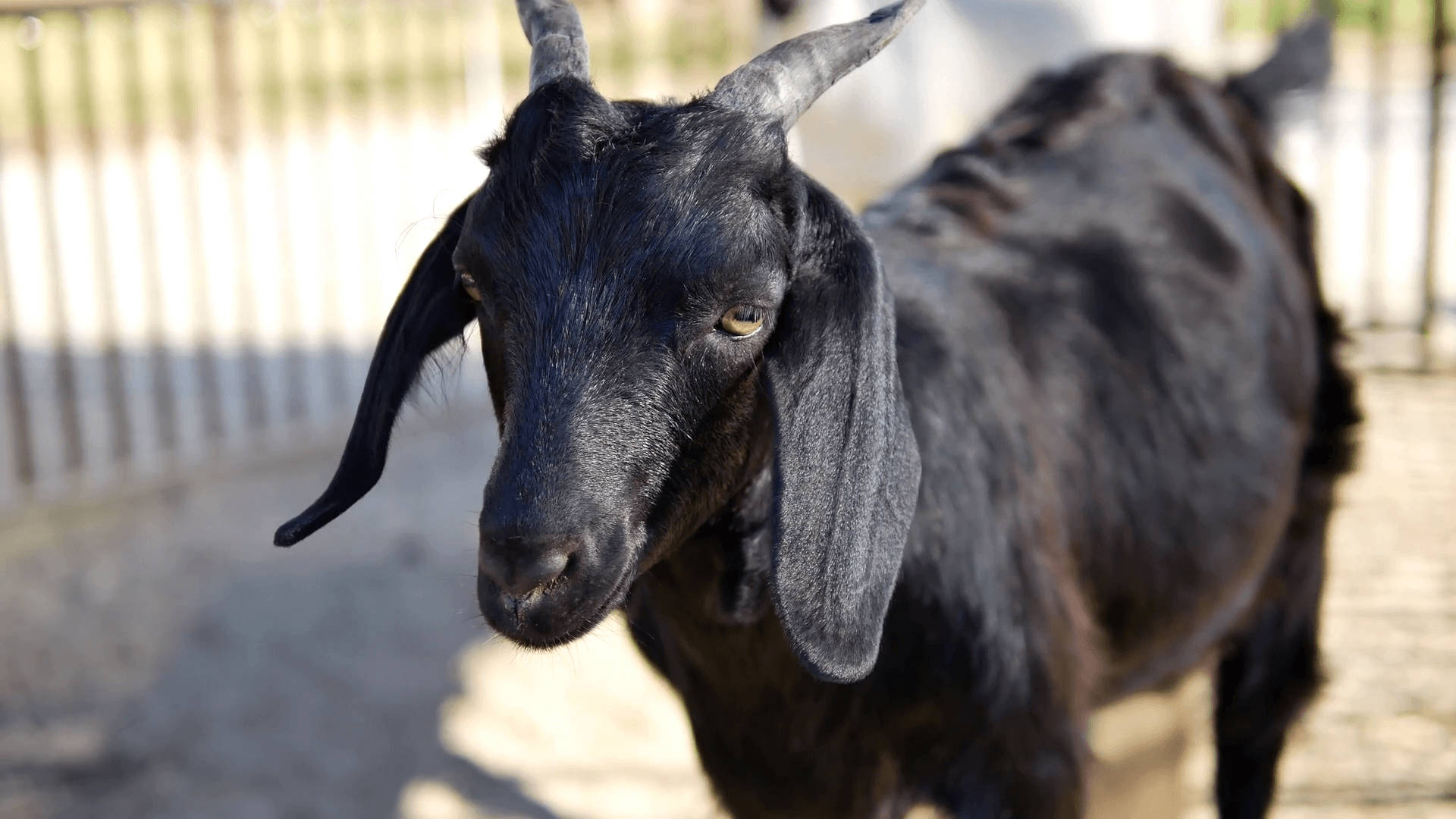 short-horned black goat, black goat, long floppy ears, Full HD Desktop Wallpaper