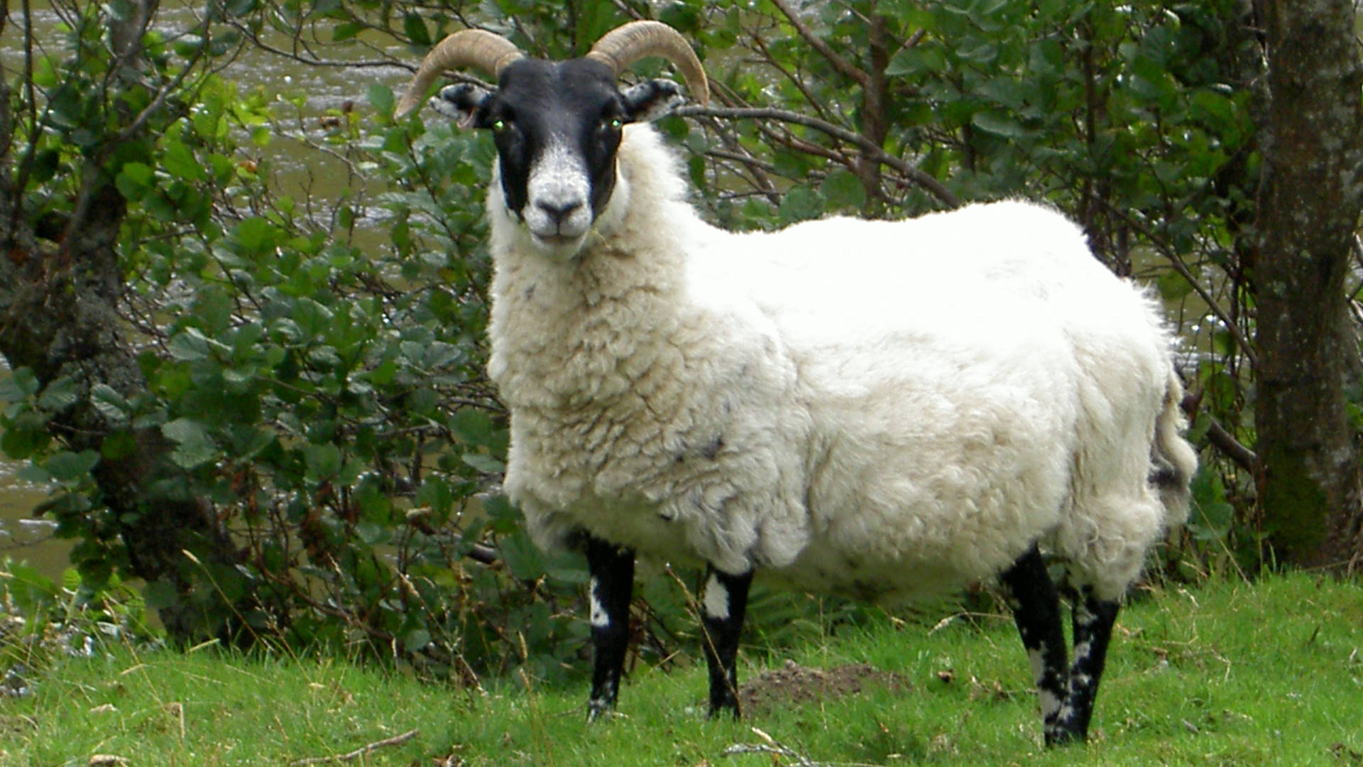 black-headed white goat, black-faced ram, curved horns, Full HD Desktop Wallpaper