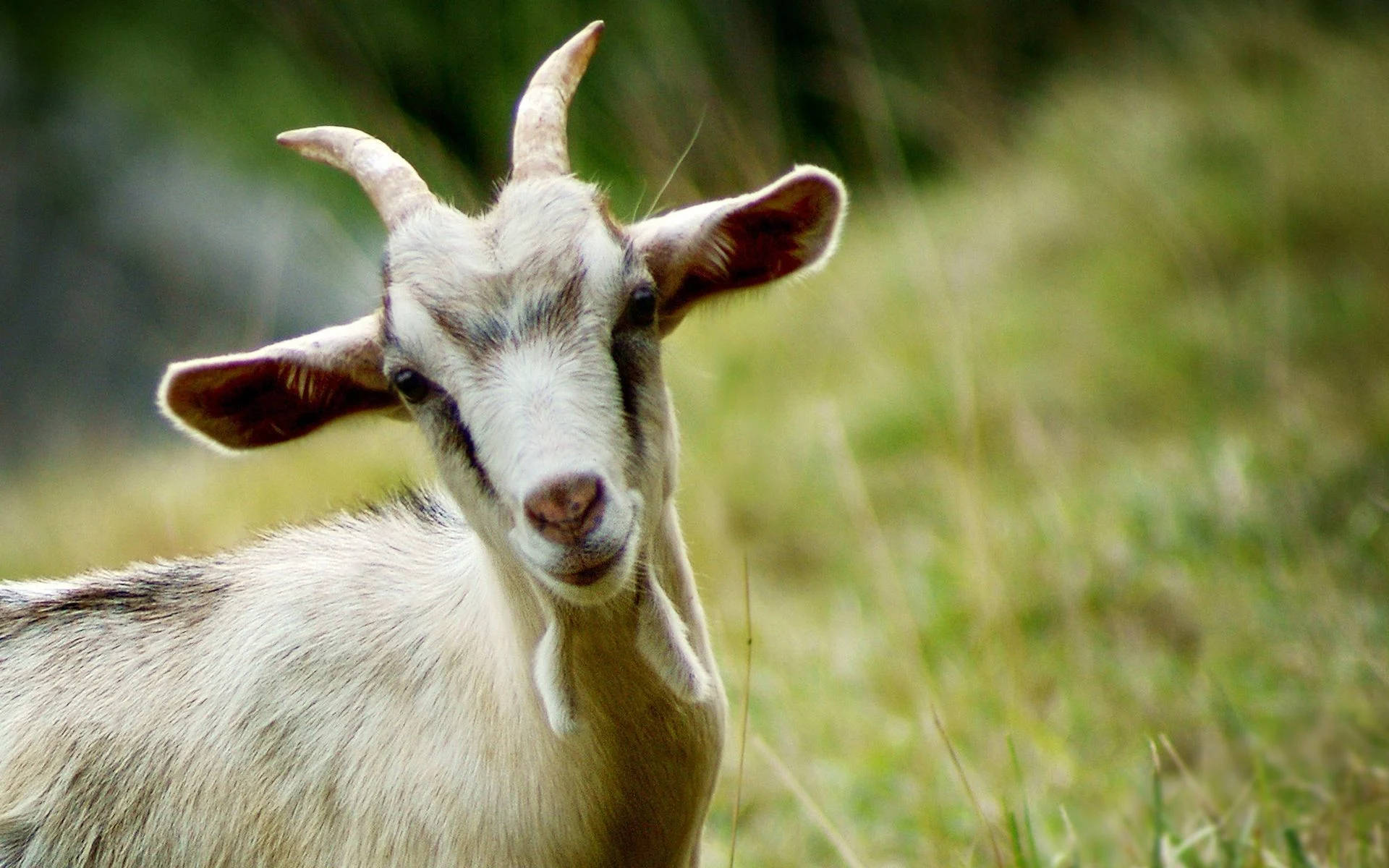 goat, black spot, curved horns, Full HD Desktop Wallpaper
