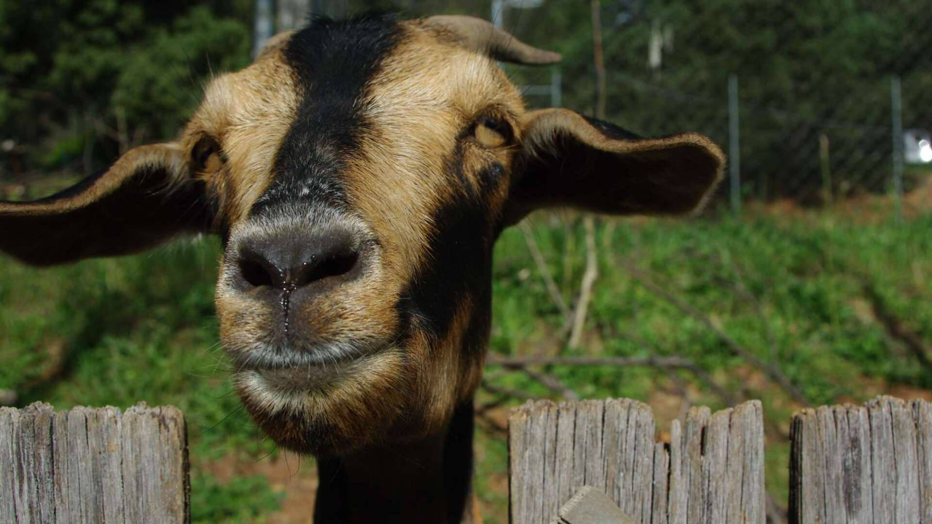 brown goat, black facial line, weathered wooden fence, Full HD Desktop Wallpaper