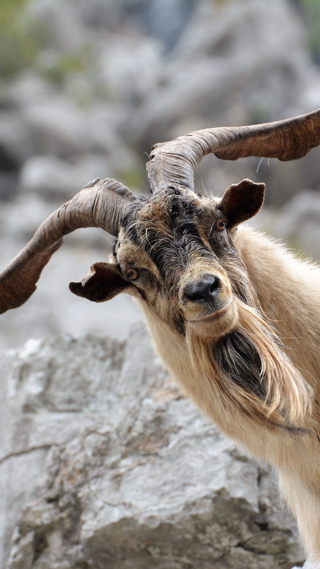 Adult Goat, mountain, rocky cliff, Full HD Phone Wallpaper