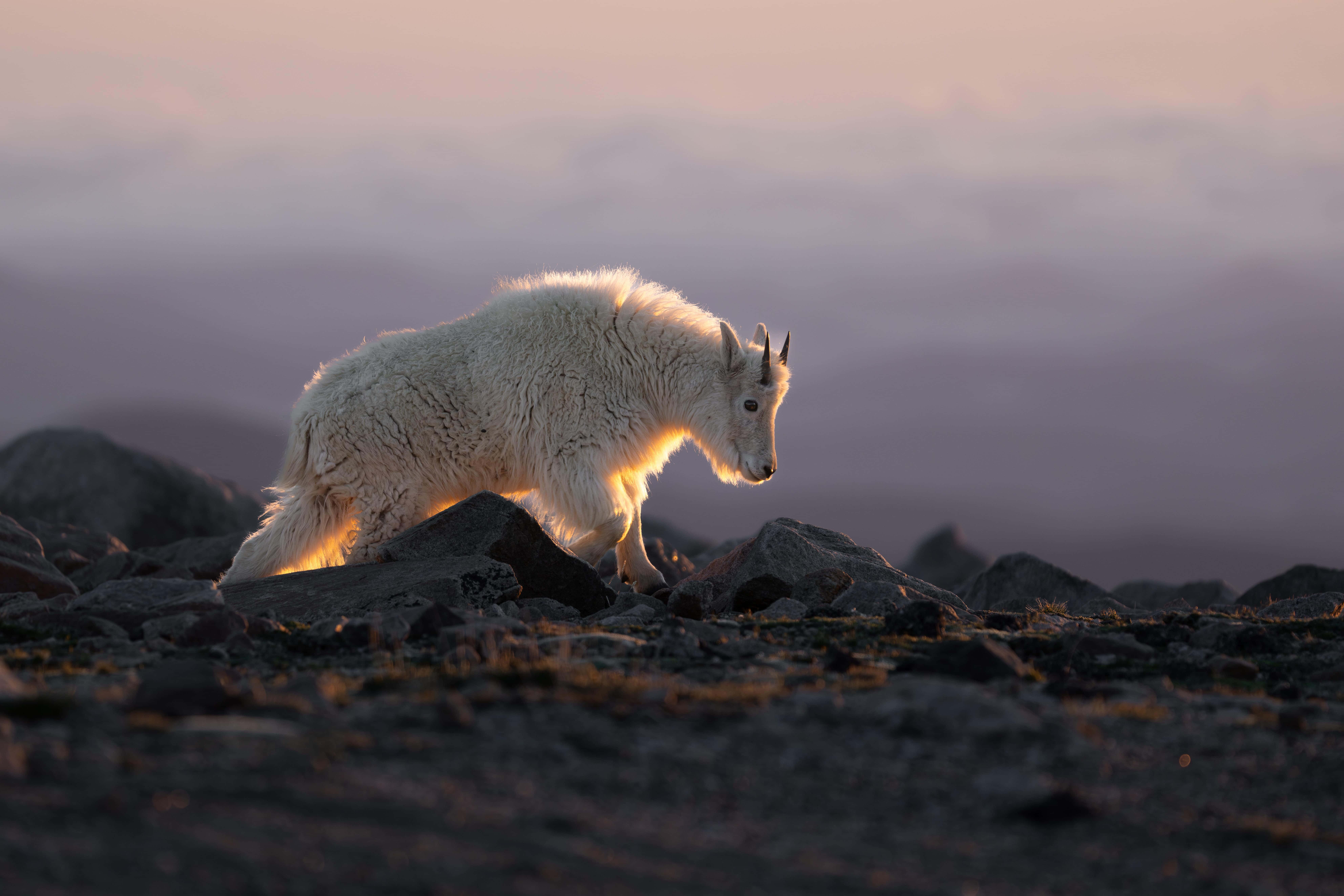 Mountain Goat, sunrise, golden, 8K Desktop Wallpaper