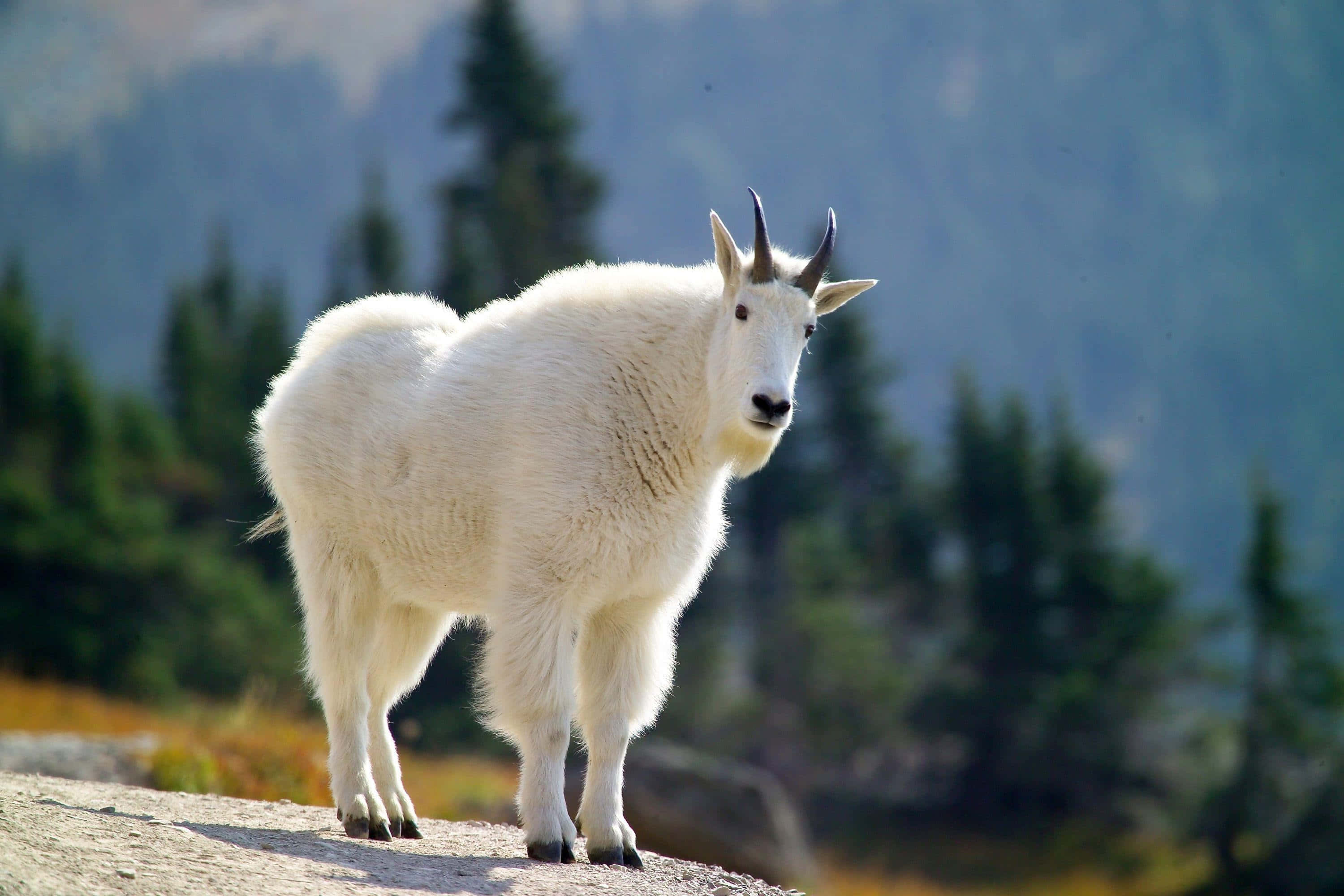 Mountain Goat, sunlit rock, evergreen trees, 2K Desktop Wallpaper