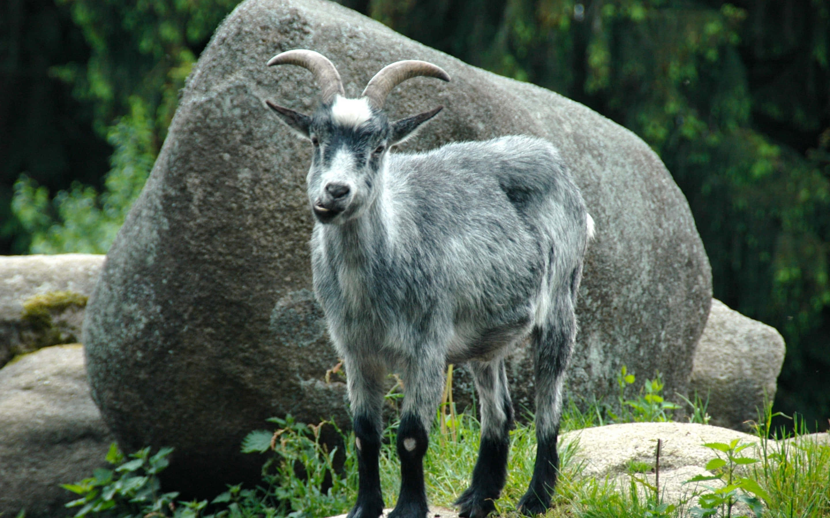 gray goat, curved horns, mossy boulders, 2K Desktop Wallpaper