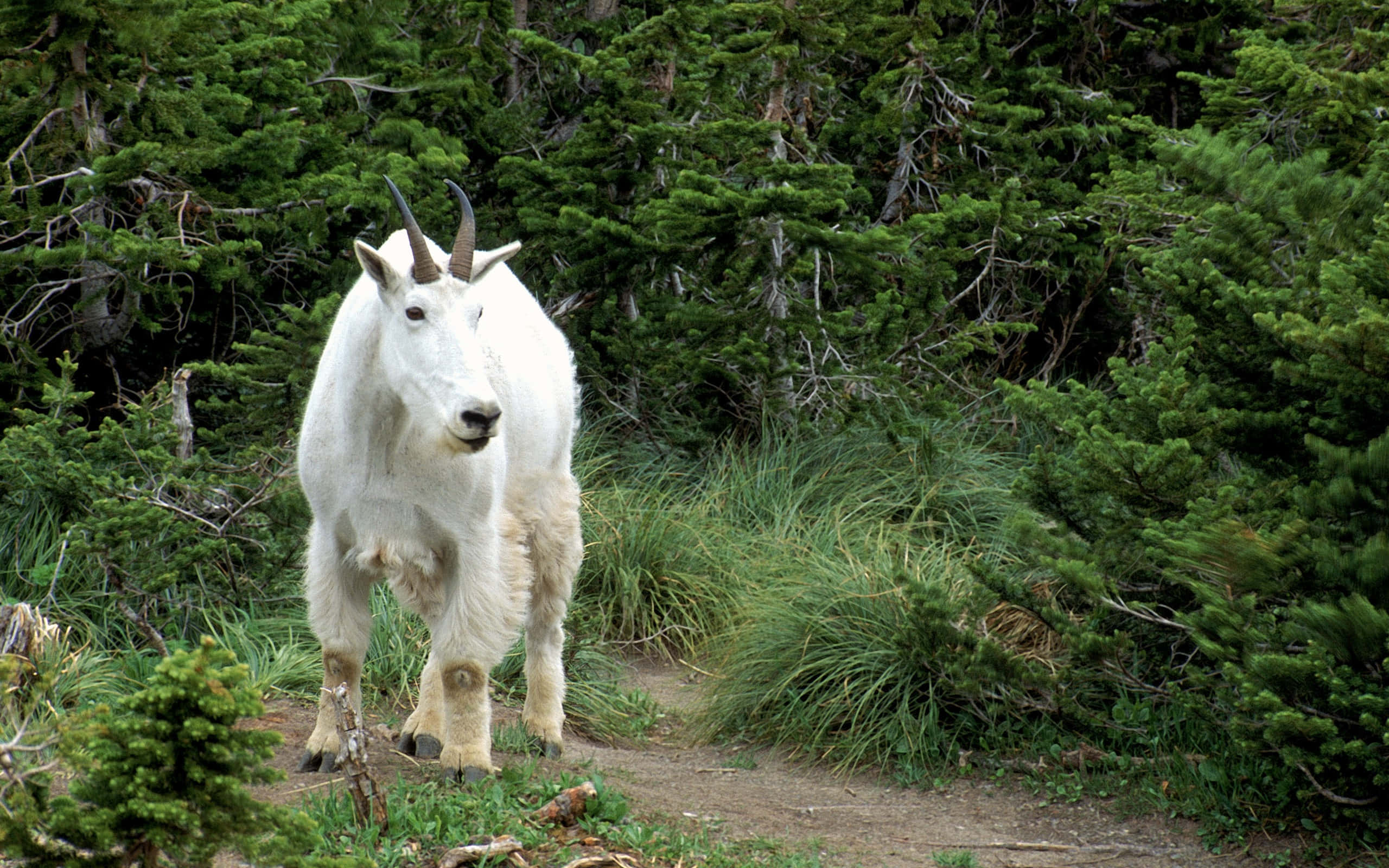 Mountain Goat, dirt path, dense green pine trees, 2K Desktop Wallpaper