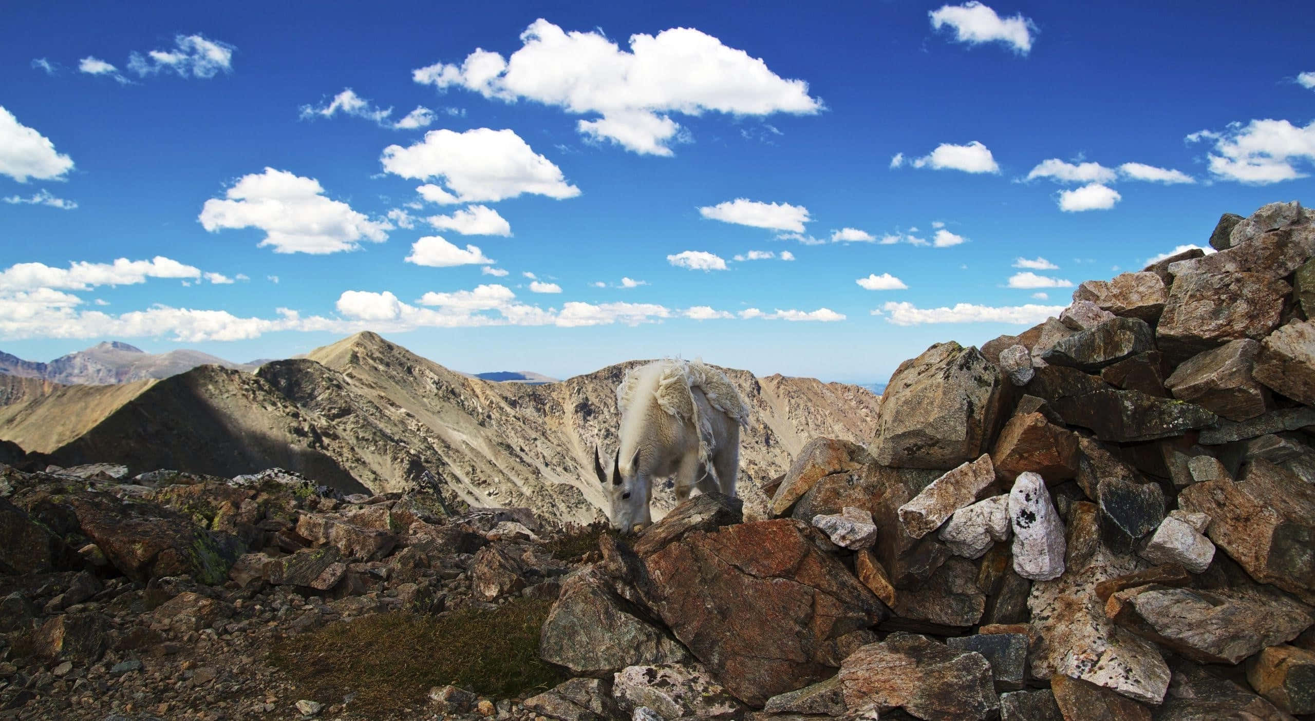 Mountain Goat, rocky peaks, bright blue sky, 2K Desktop Wallpaper