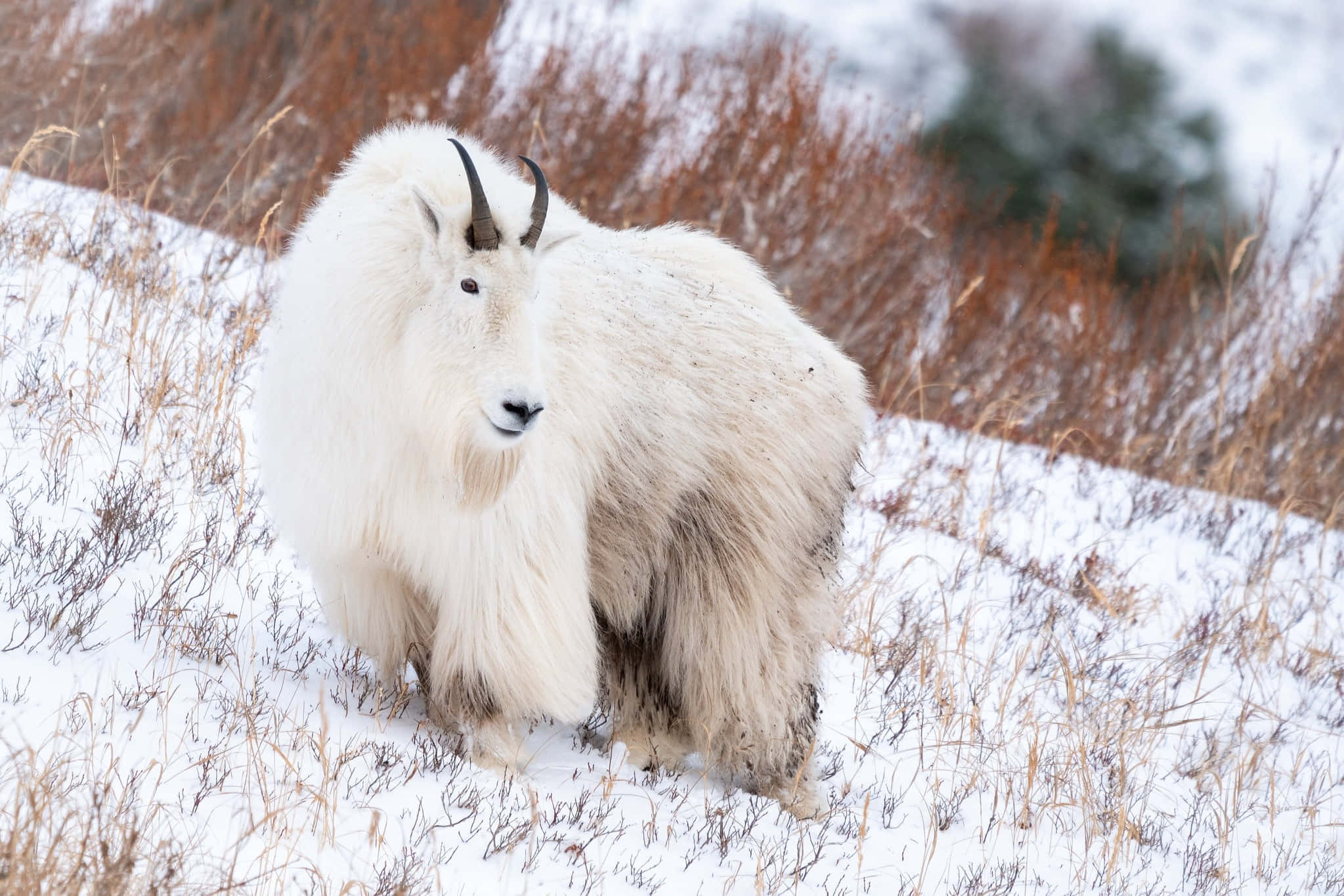 Mountain Goat, snowy field, brown grass, Full HD Desktop Wallpaper