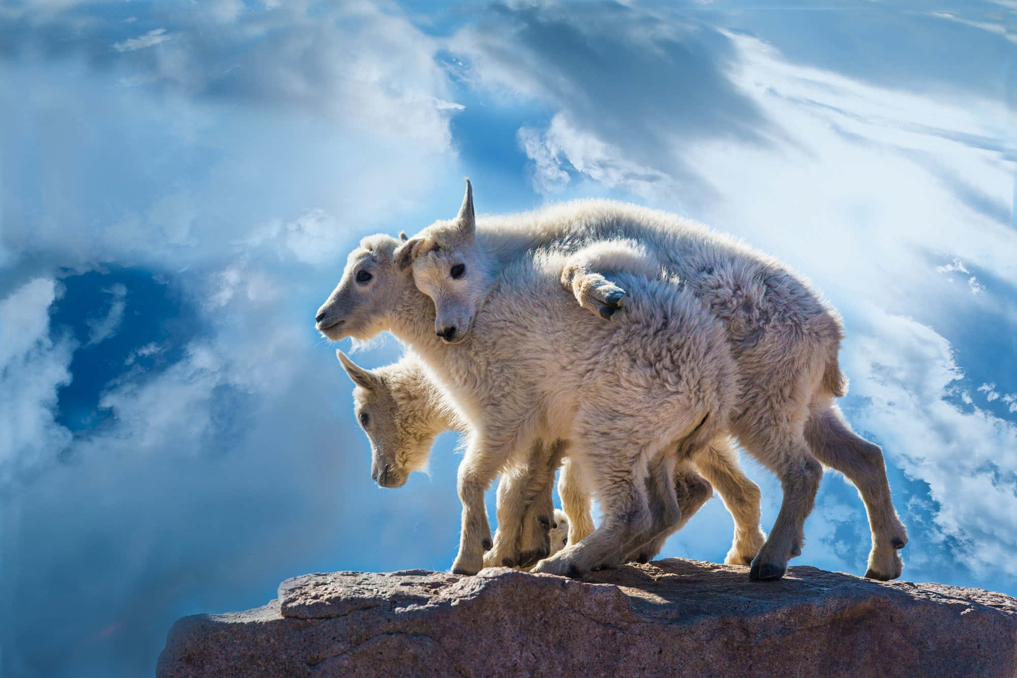 Mountain Goat, cliff edge, rocky peak, Full HD Desktop Wallpaper