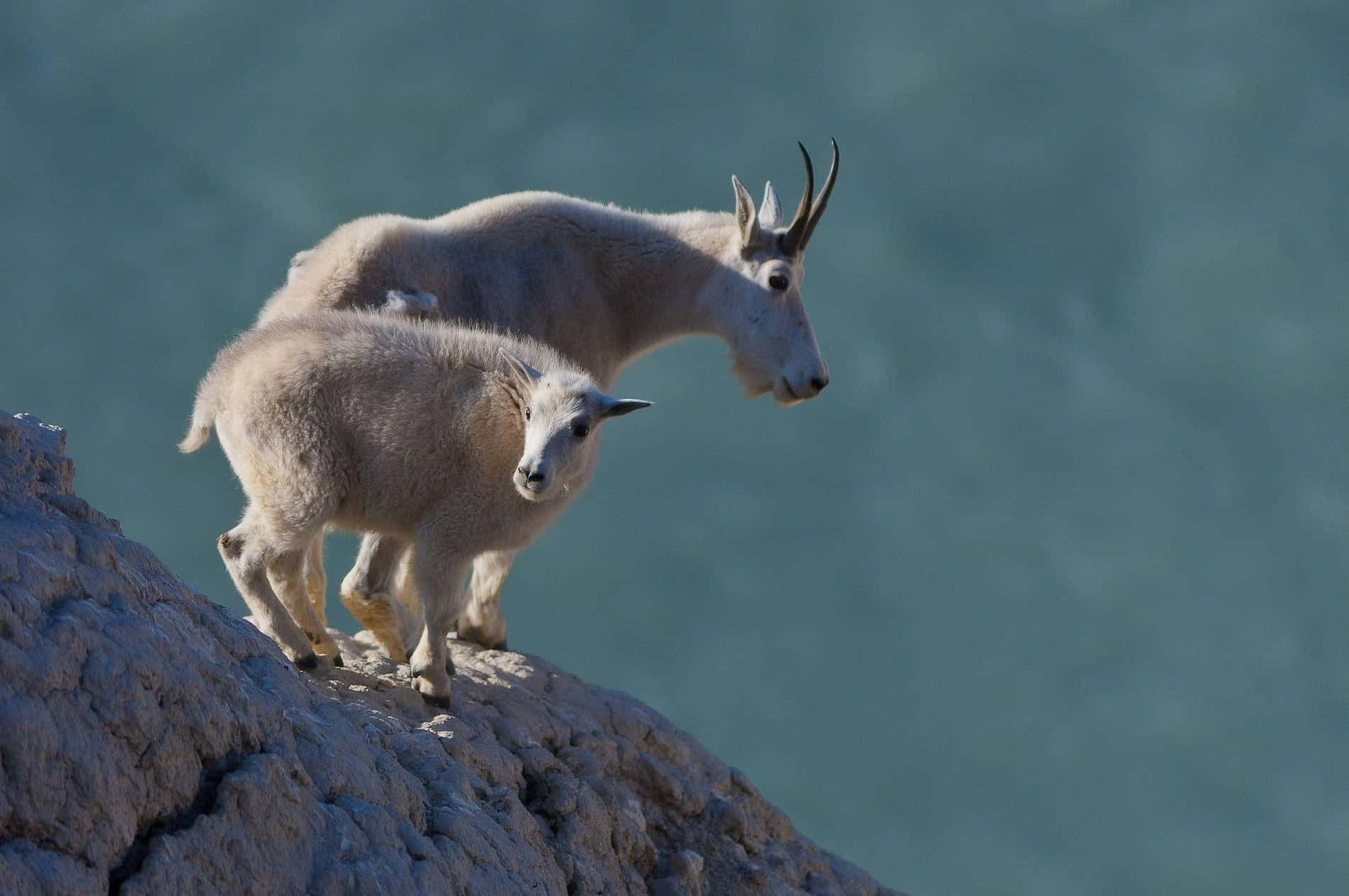 Mountain Goat, kid, cliff edge, HD Desktop Wallpaper
