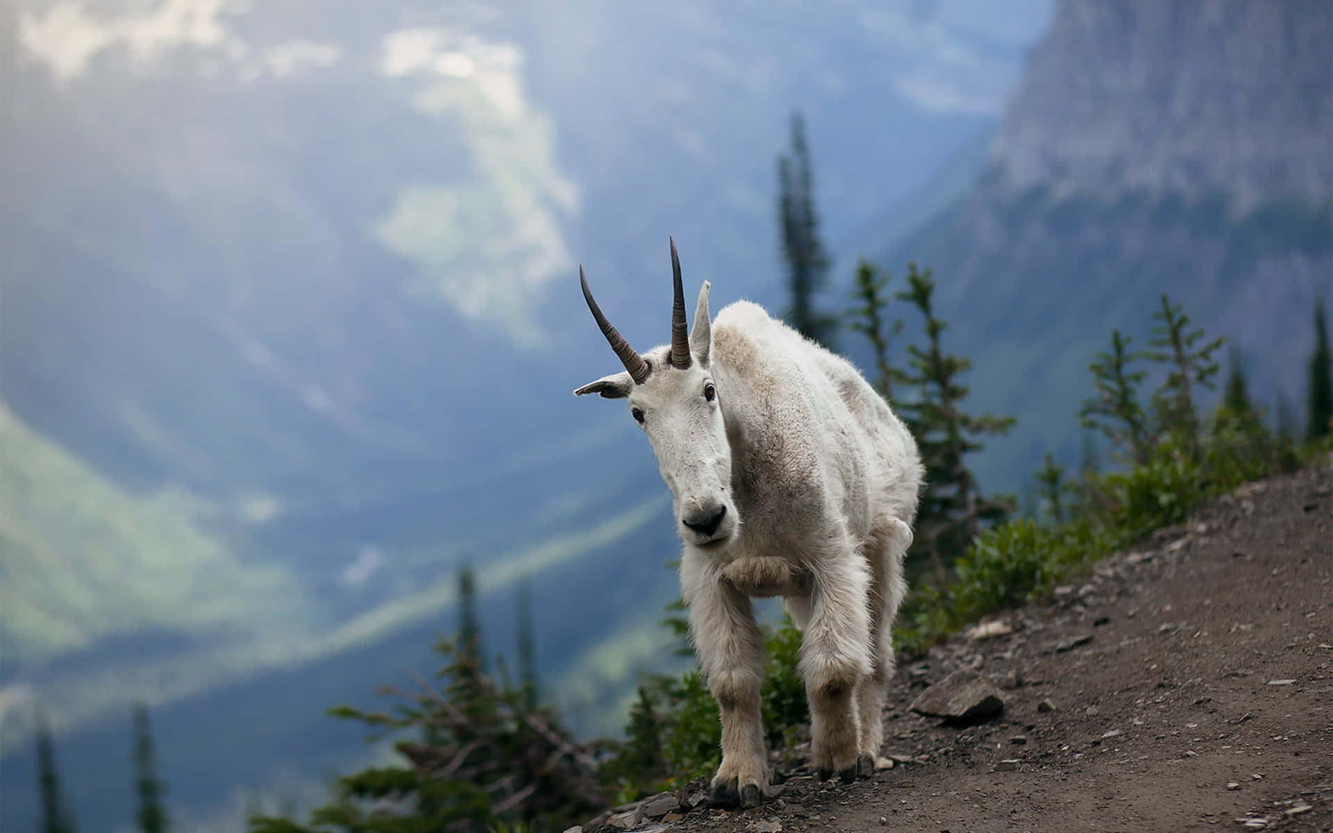 Mountain Goat, misty alpine valley, rocky trail, Full HD Desktop Wallpaper