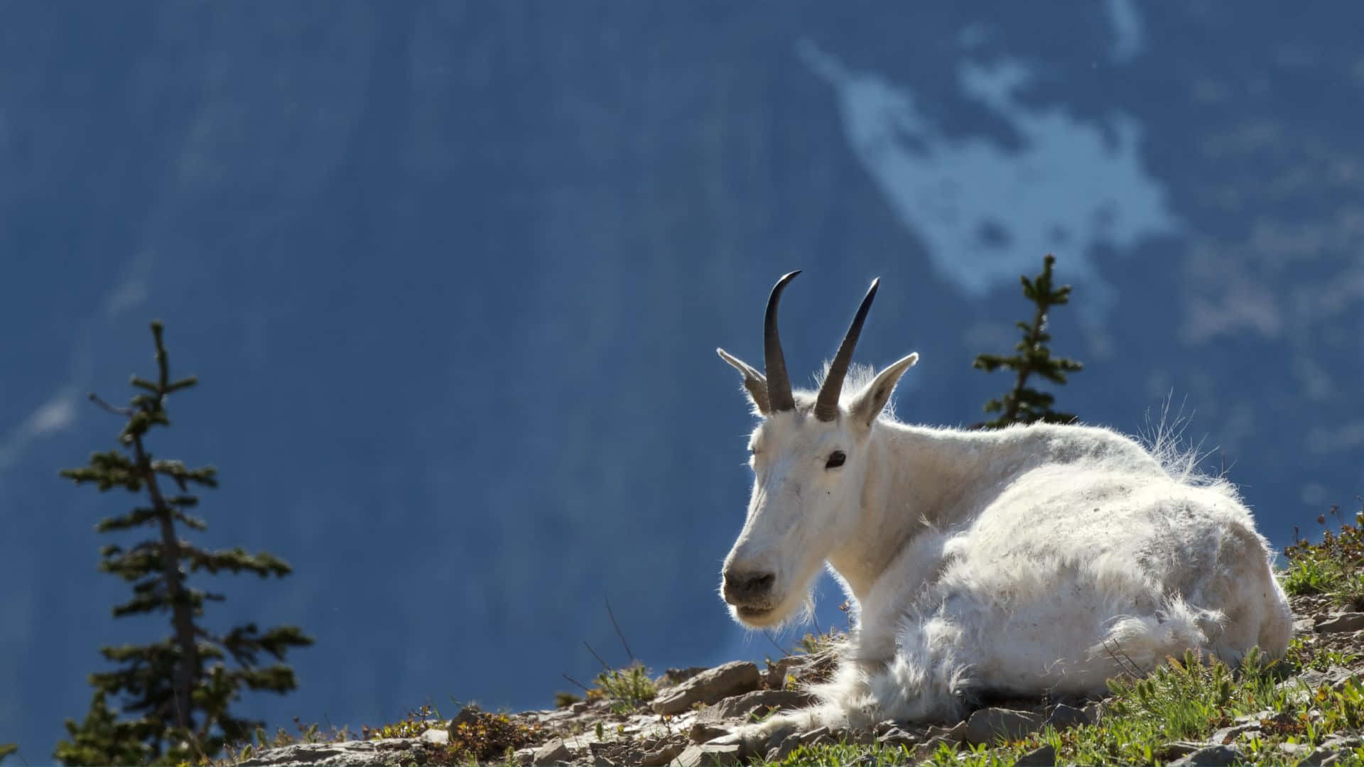 Mountain Goat, timberline, sunlit rocky slope, Full HD Desktop Wallpaper