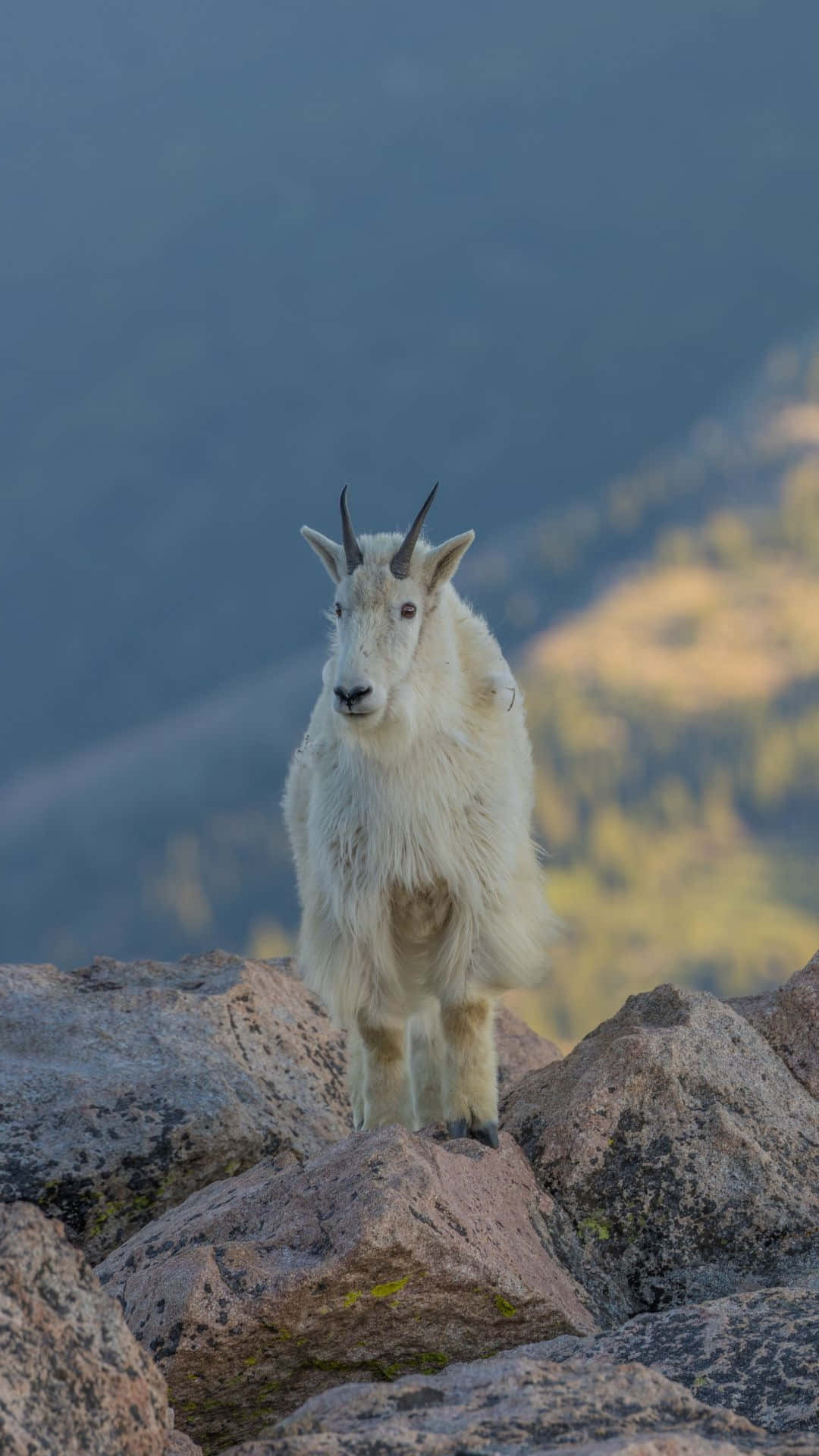 Mountain Goat, rocky terrain, pink rocks, Full HD Phone Wallpaper
