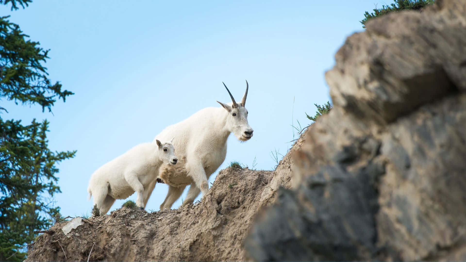 Mountain Goat, kid, cliff edge, Full HD Desktop Wallpaper
