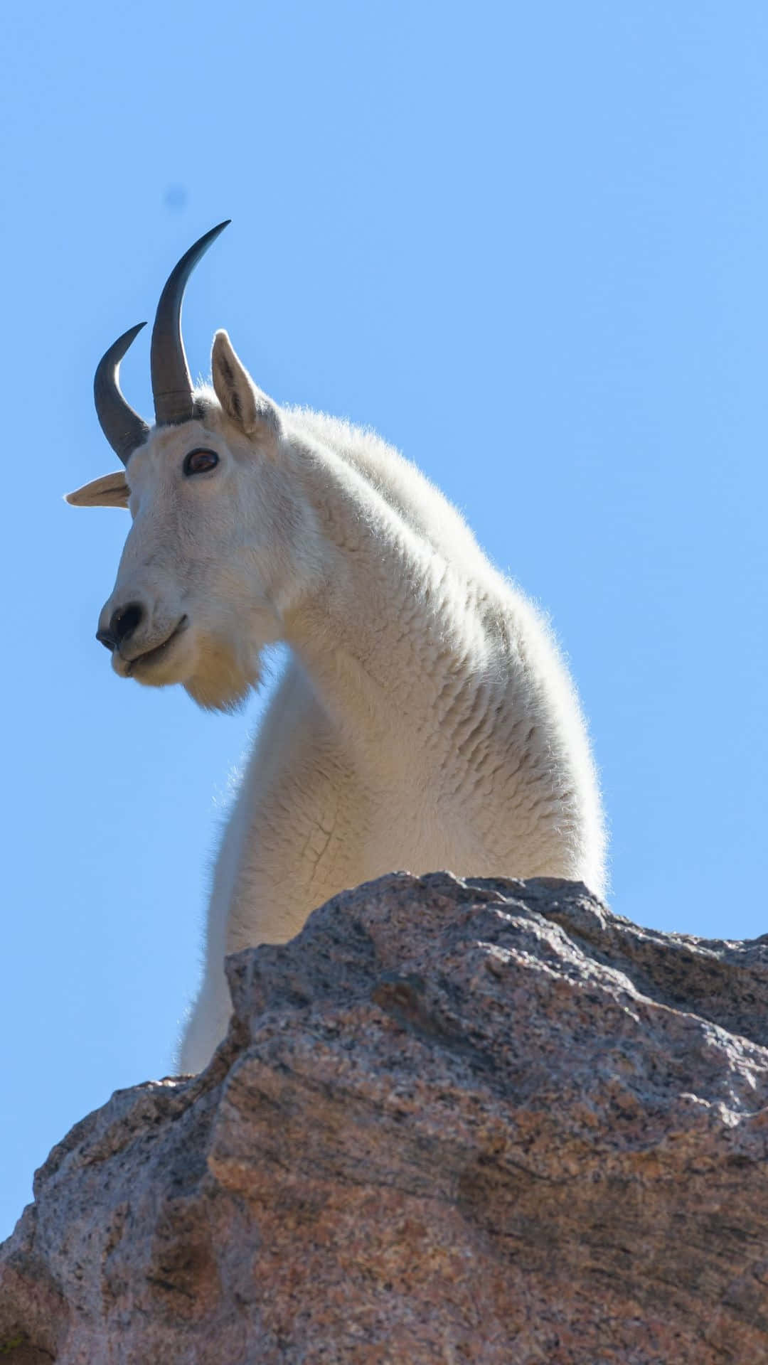 Mountain Goat, white, curved horns, Full HD Phone Wallpaper