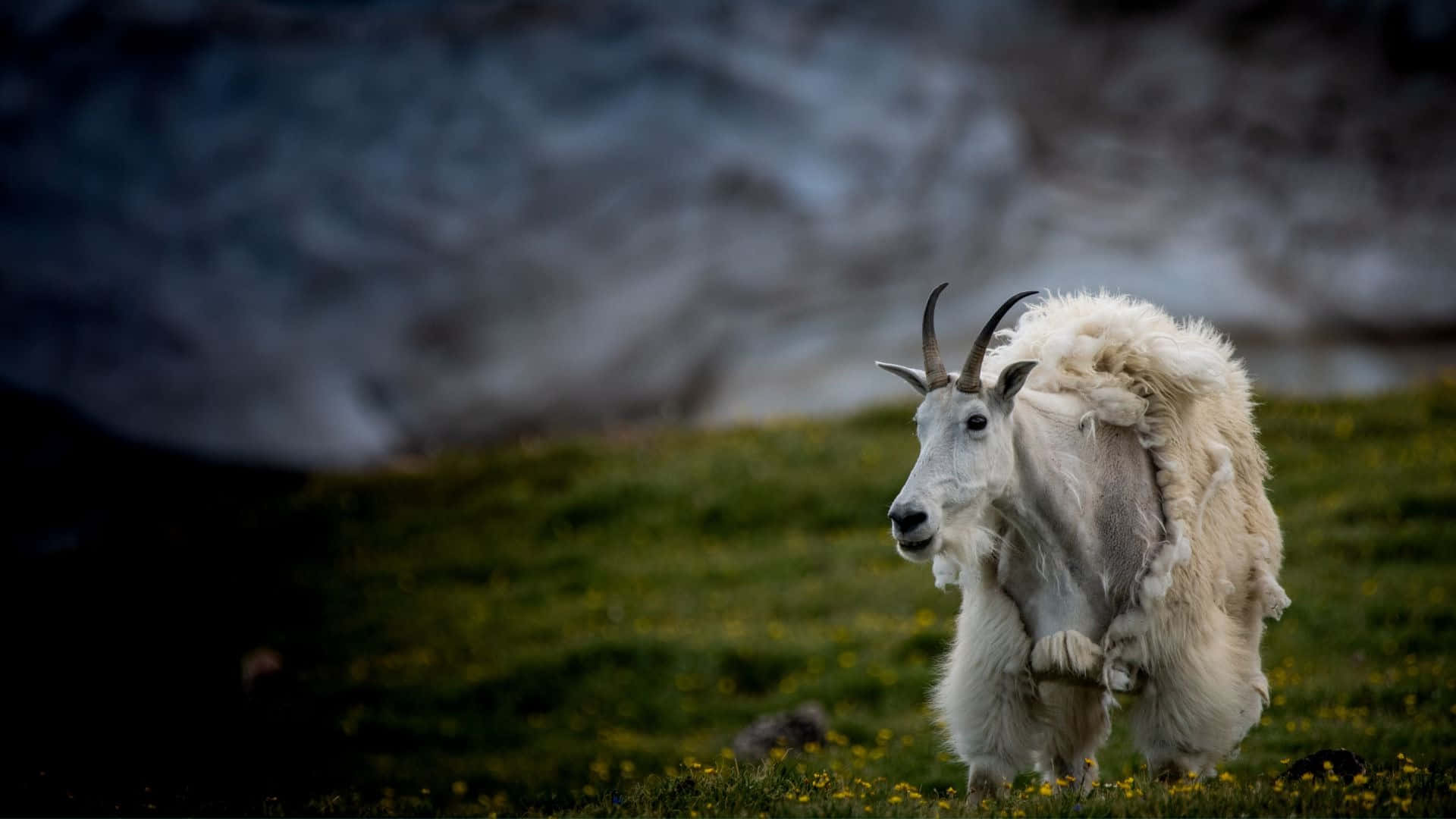Mountain Goat, alpine meadow, green meadow, Full HD Desktop Wallpaper