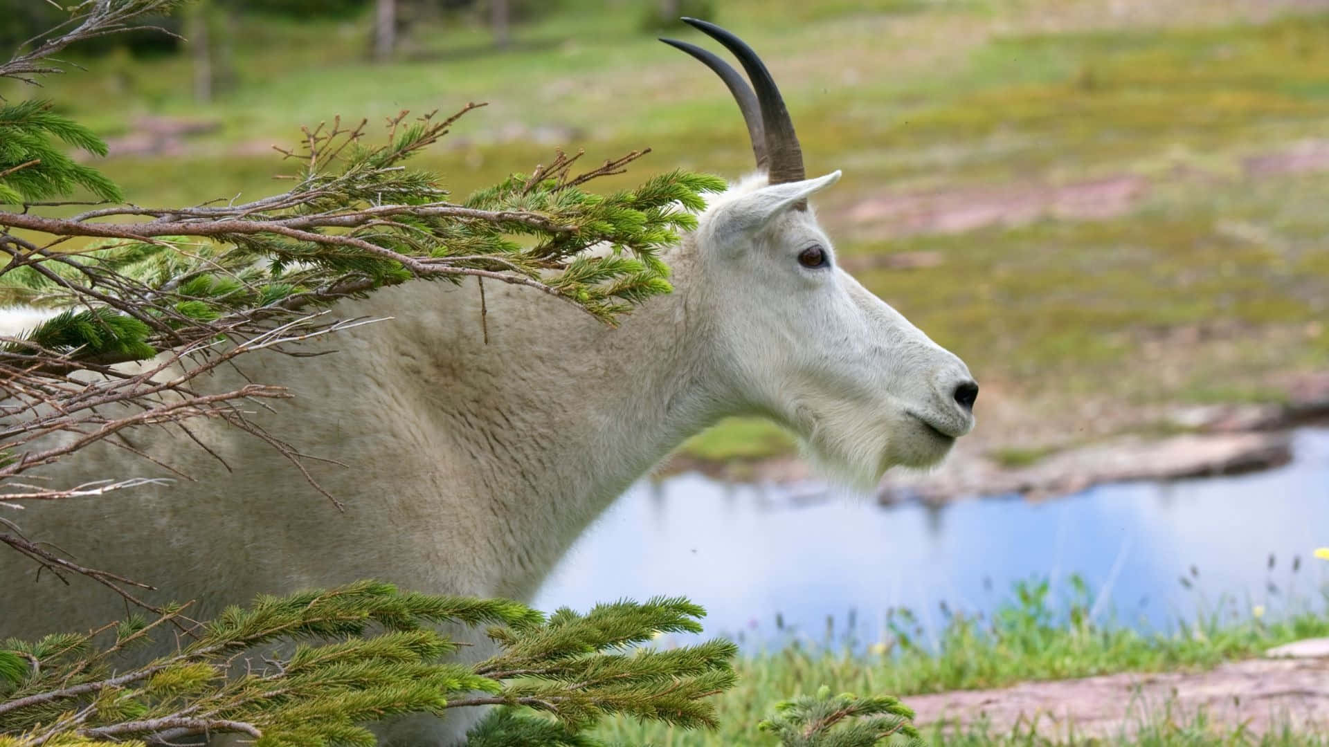 Mountain Goat, pine branch, calm blue pond, Full HD Desktop Wallpaper