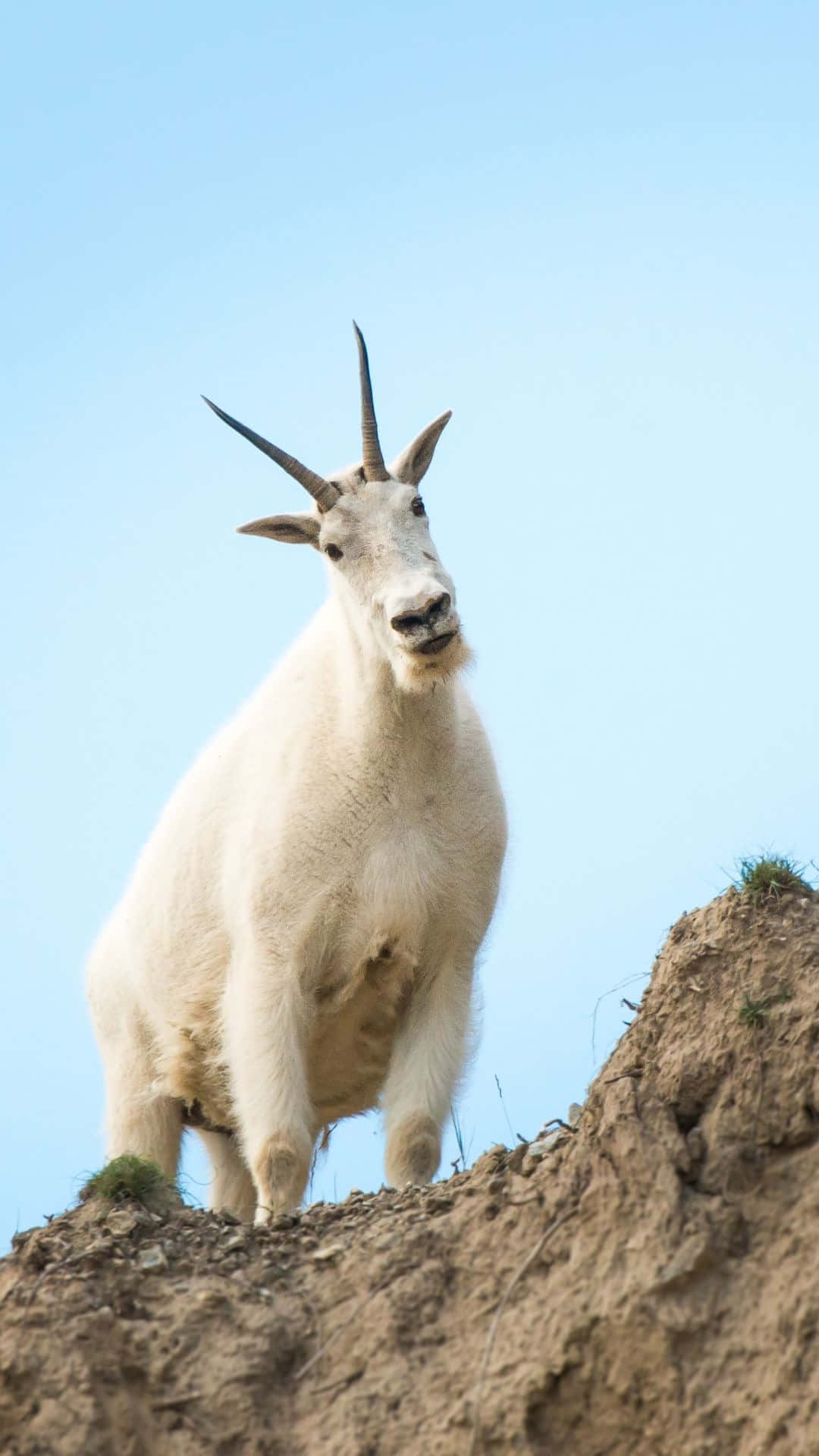Mountain Goat, cliff edge, sunlit rocky cliff, Full HD Phone Wallpaper
