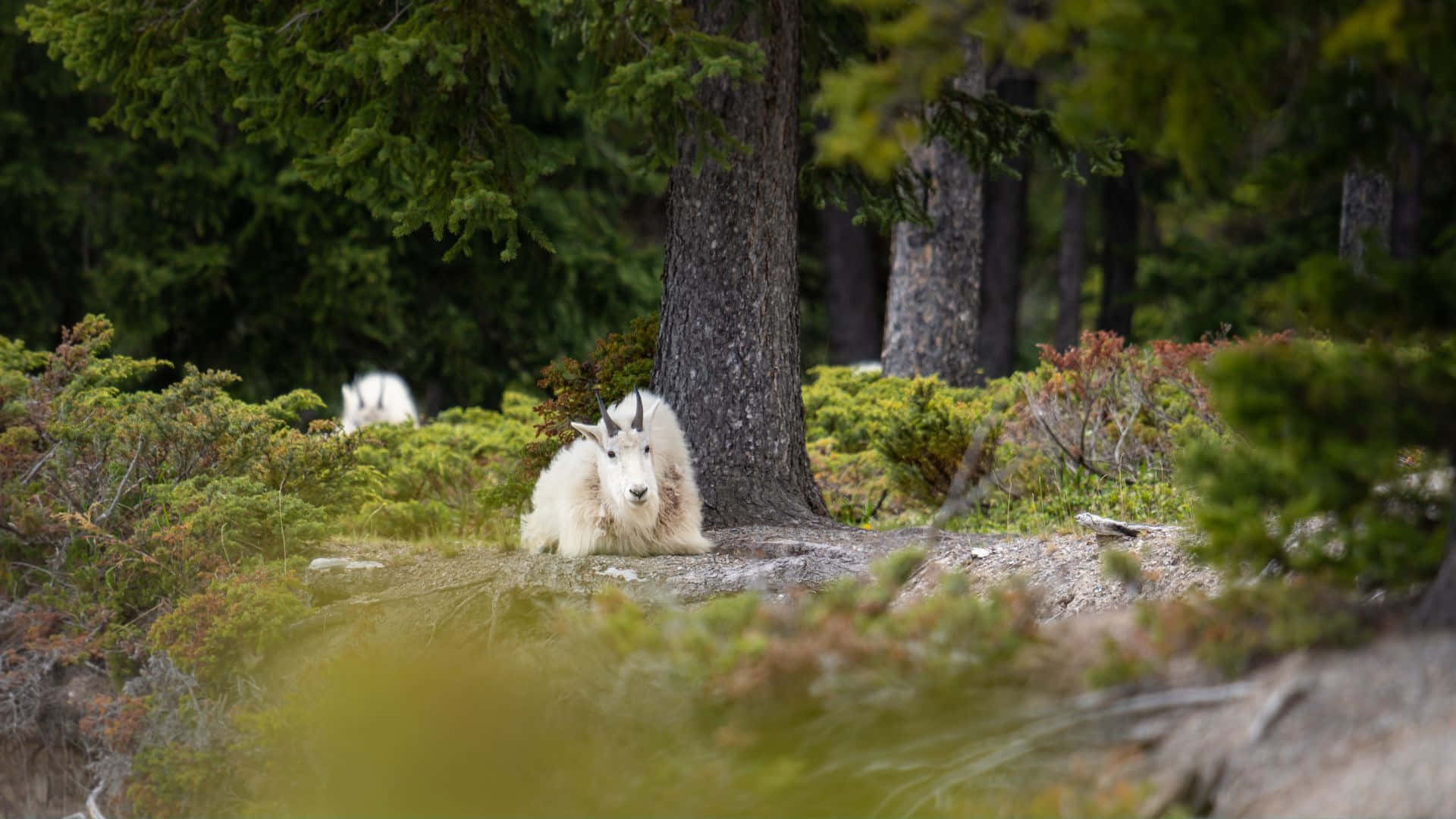 Mountain Goat, tree, lush green forest, Full HD Desktop Wallpaper