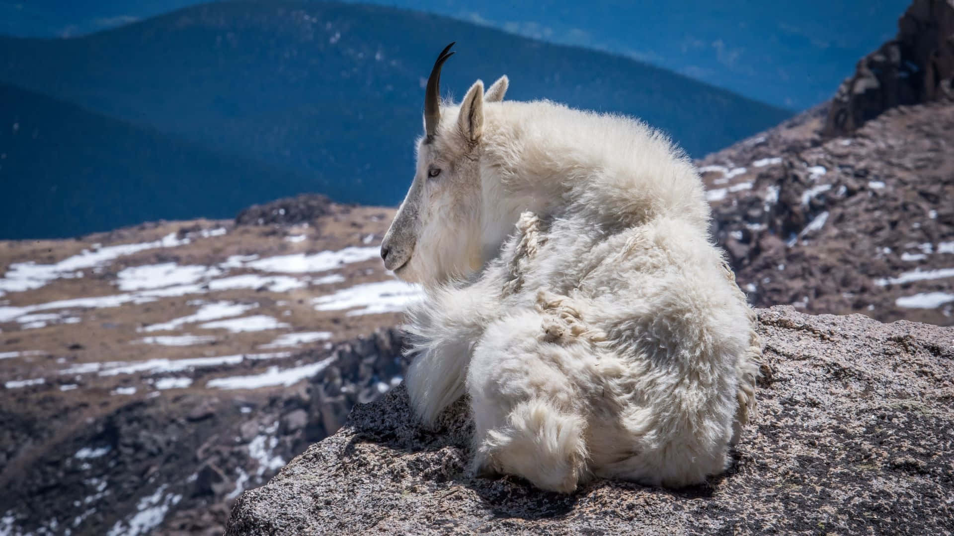 Mountain Goat, rocky ledge, sunlit rock, Full HD Desktop Wallpaper