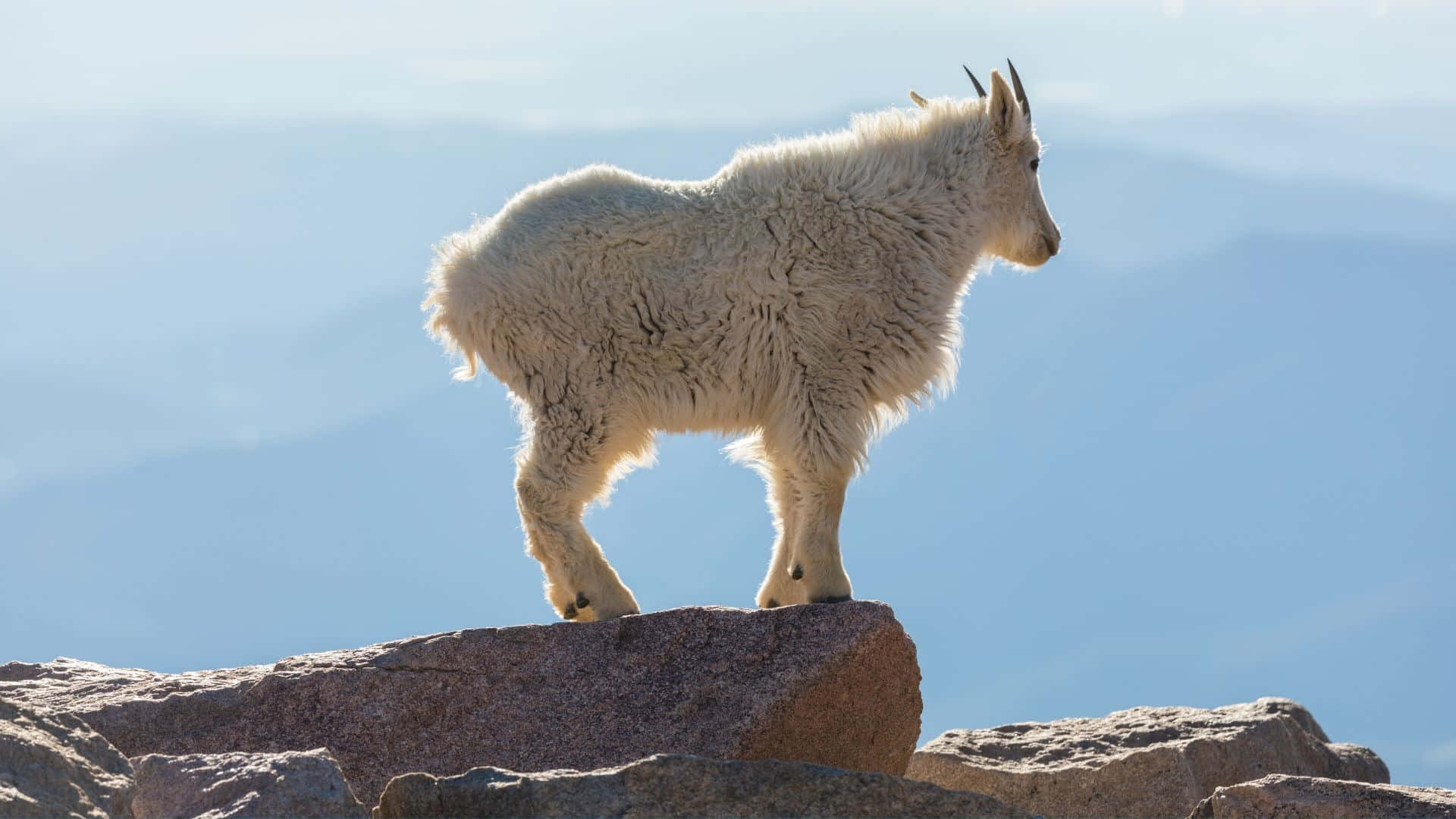 Mountain Goat, sunlit rock, hazy blue mountains, Full HD Desktop Wallpaper