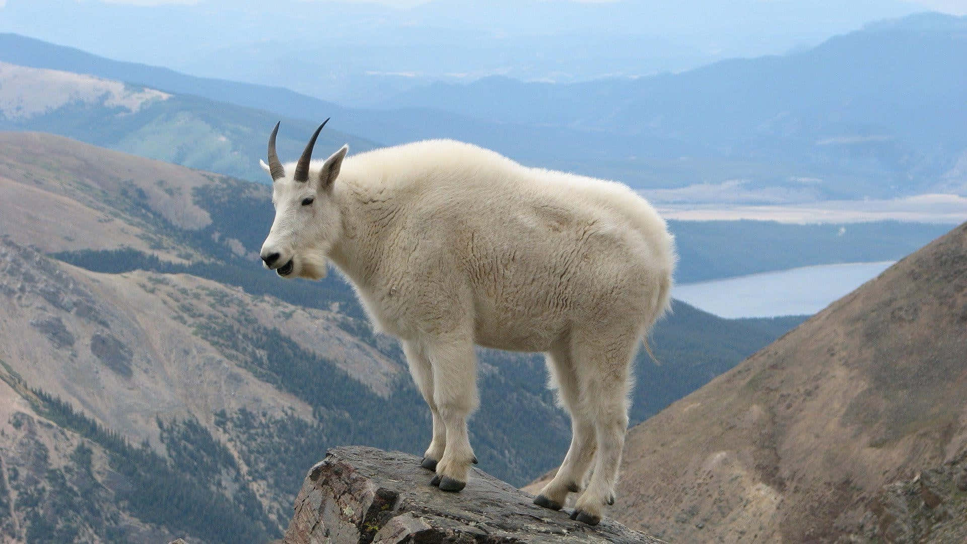 Mountain Goat, high altitude perch, rocky peak, Full HD Desktop Wallpaper