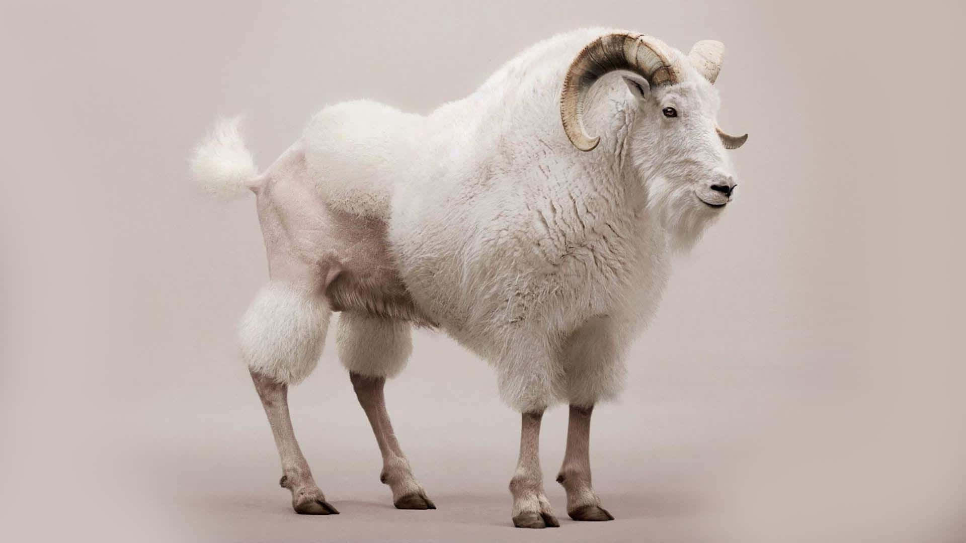 Mountain Goat, white Dall sheep, thick woolly coat, Full HD Desktop Wallpaper