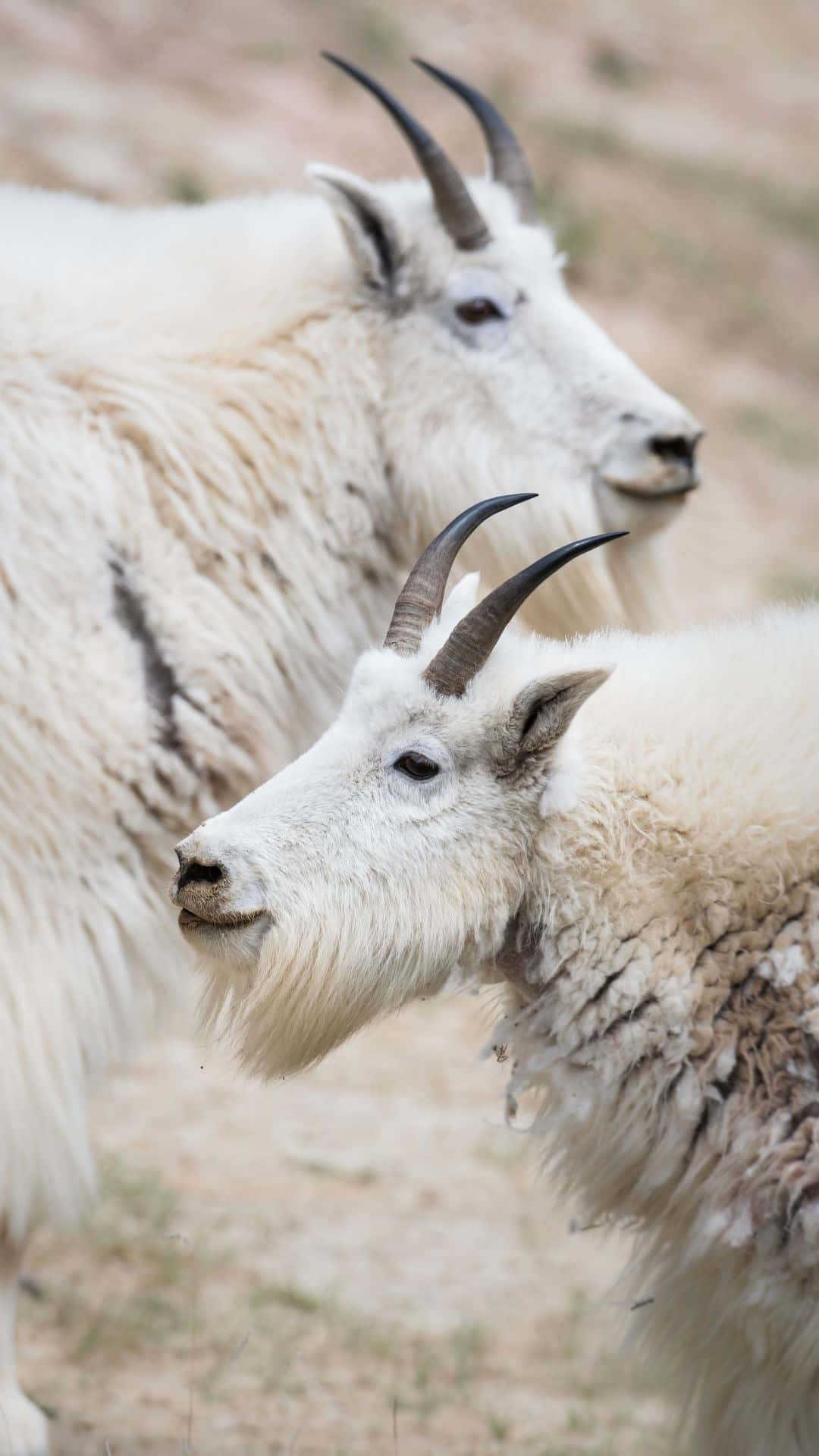 Mountain Goat, fluffy white, curved horns, Full HD Phone Wallpaper