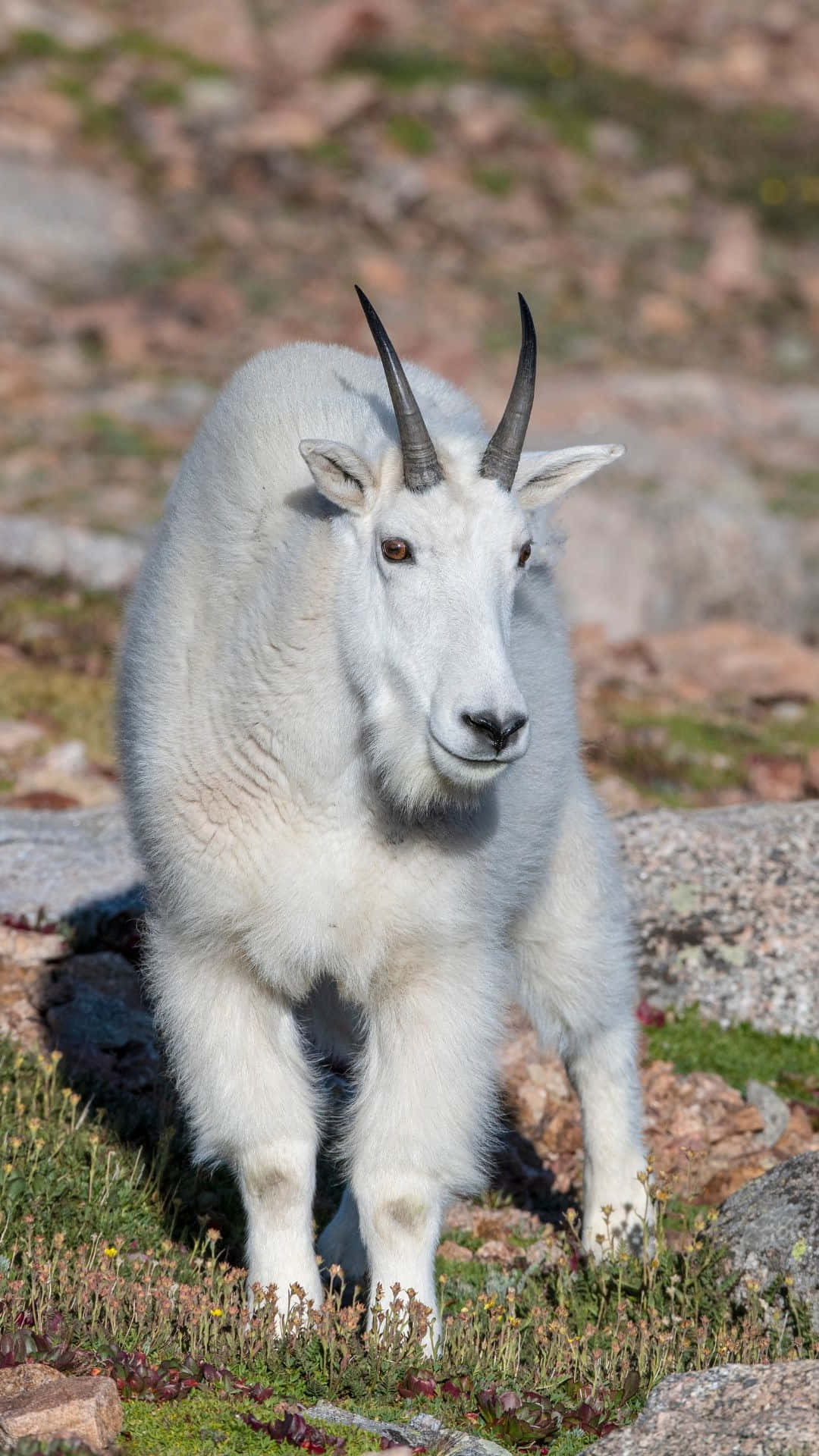 Mountain Goat, white mountain goat, curved horns, Full HD Phone Wallpaper