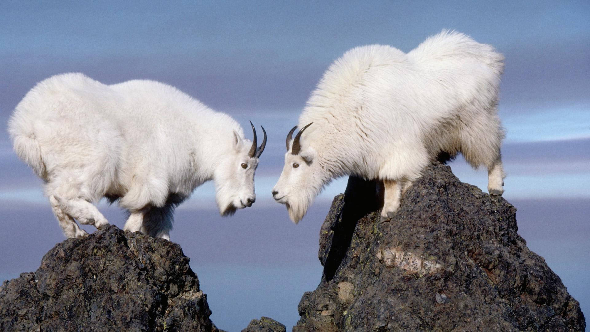 white mountain goats, rocky peaks, soft blue sky, Full HD Desktop Wallpaper