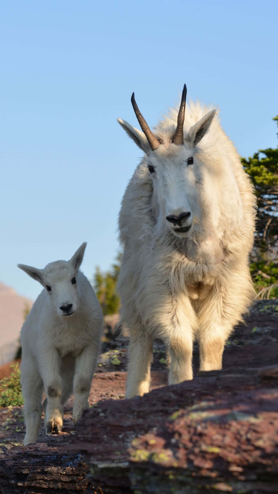 Mountain Goat, kid, sunlit red rocks, Full HD Phone Wallpaper
