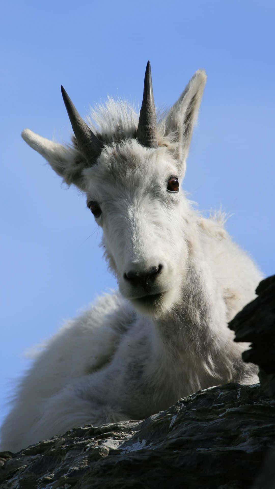 Mountain Goat, white, sharp horns, Full HD Phone Wallpaper