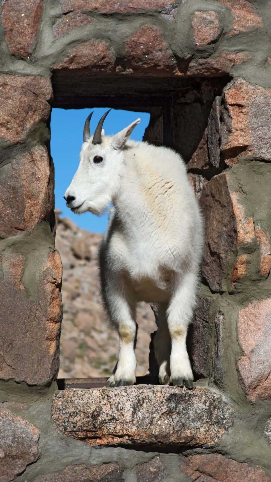 Mountain Goat, stone archway, white mountain goat, Full HD Phone Wallpaper