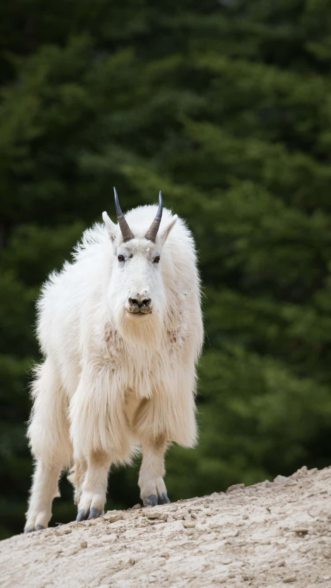 mountain goat, rocky slope, dense green forest, Full HD Phone Wallpaper