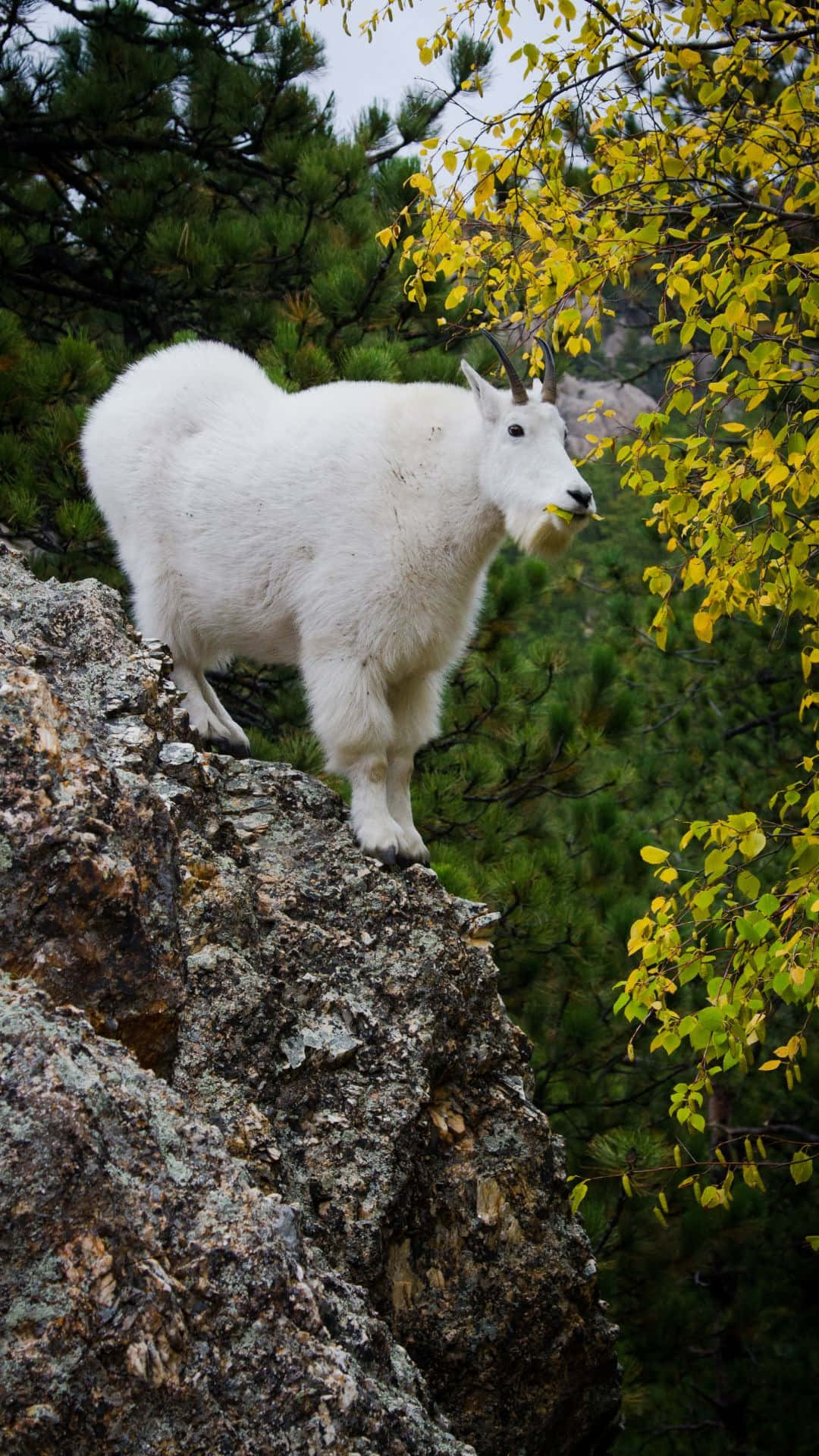 Mountain Goat, rugged rock ledge, autumn foliage, Full HD Phone Wallpaper