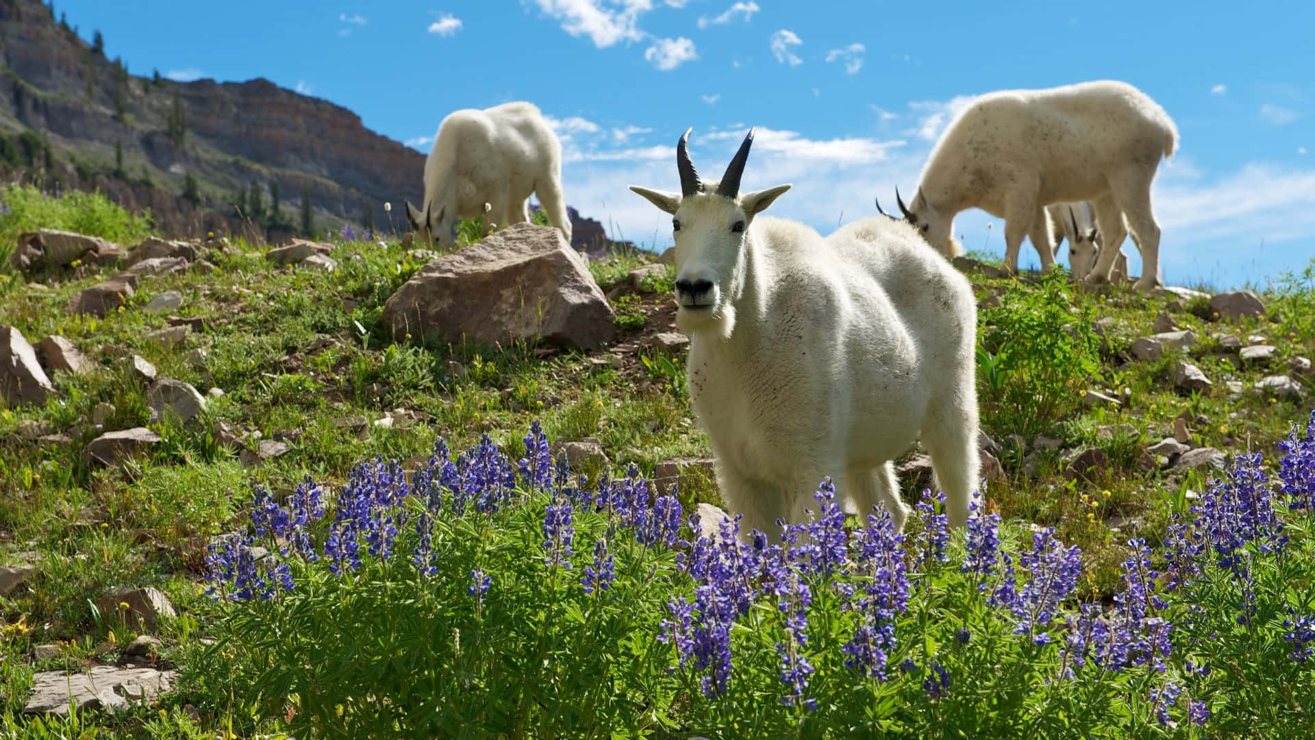 Mountain Goat, alpine meadow, purple wildflowers, Full HD Desktop Wallpaper