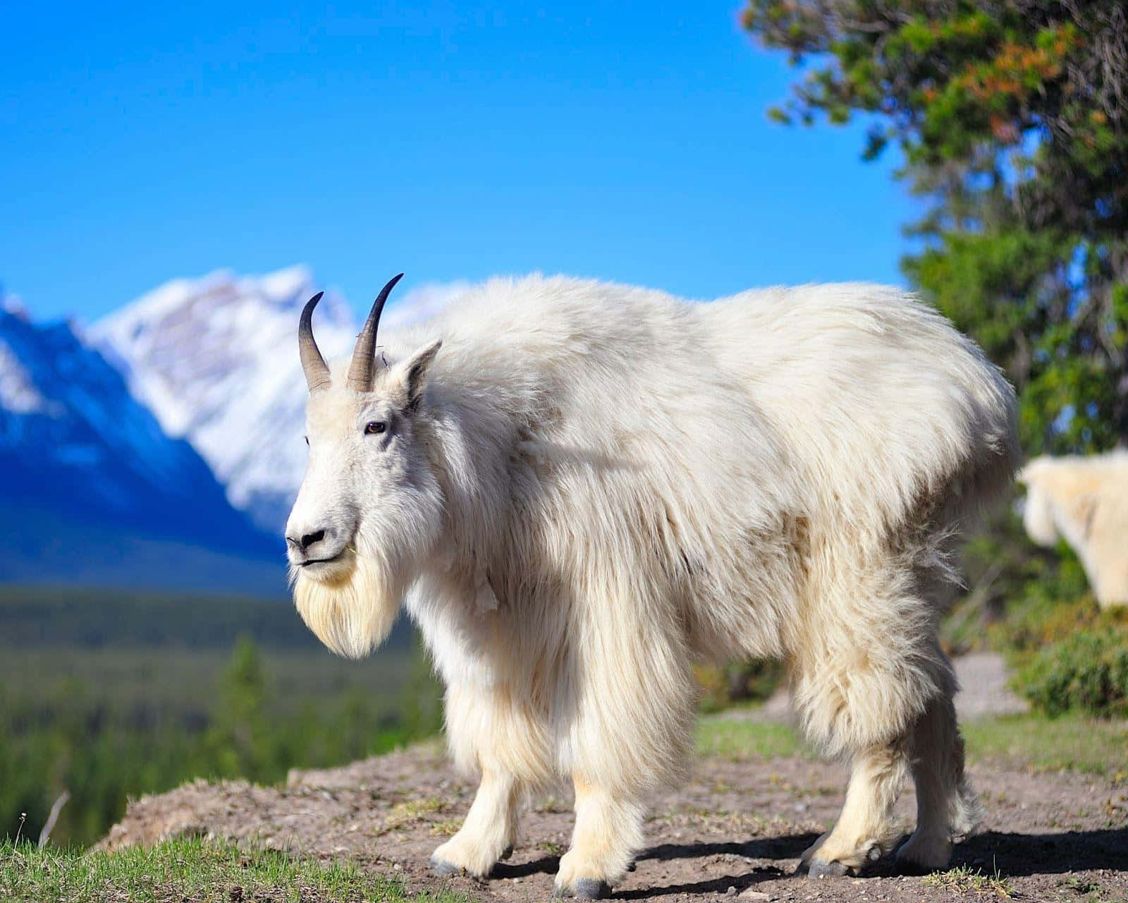 Mountain Goat, sunlit rocky ridge, snow-capped peaks, HD Desktop Wallpaper