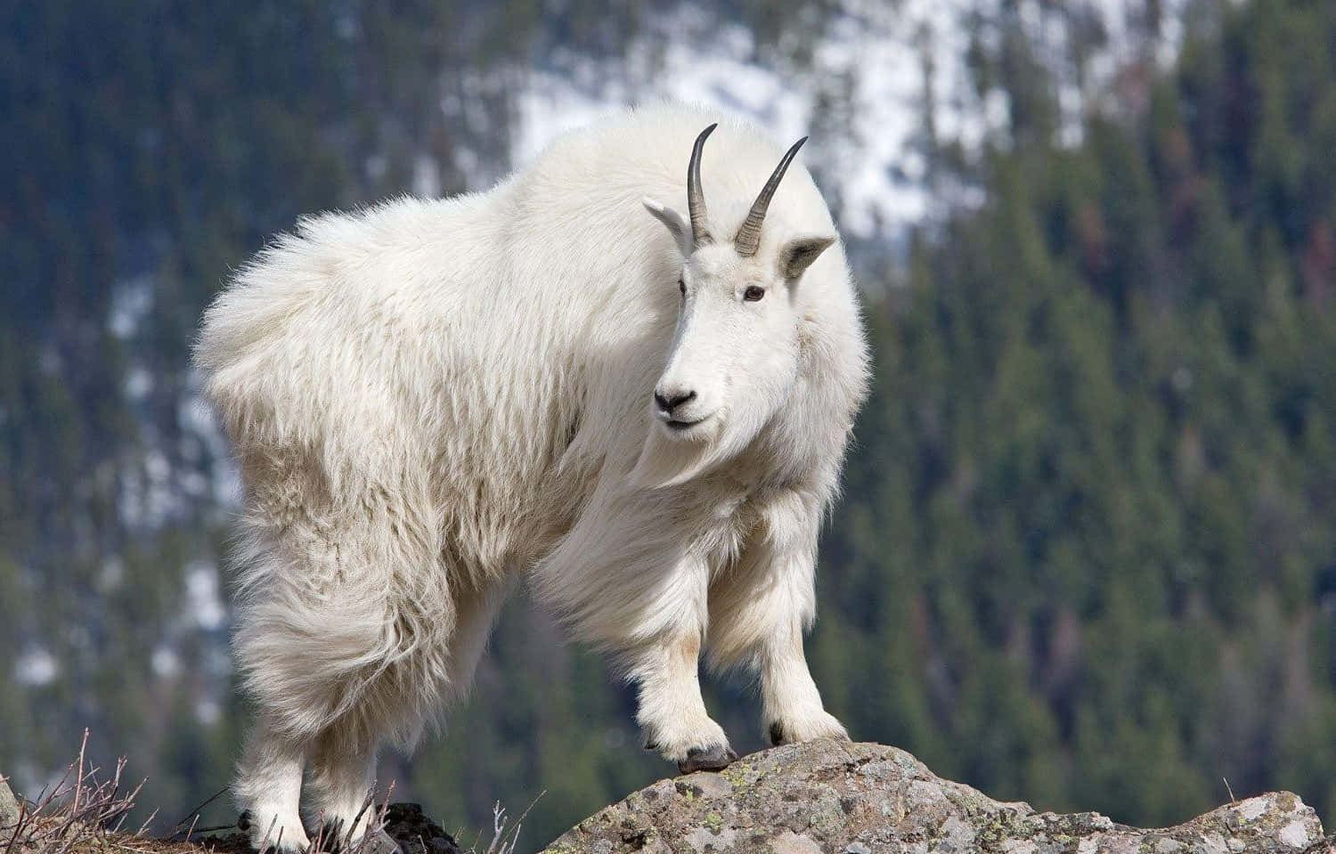mountain goat, rocky outcrop, snow-dusted evergreen trees, HD Desktop Wallpaper
