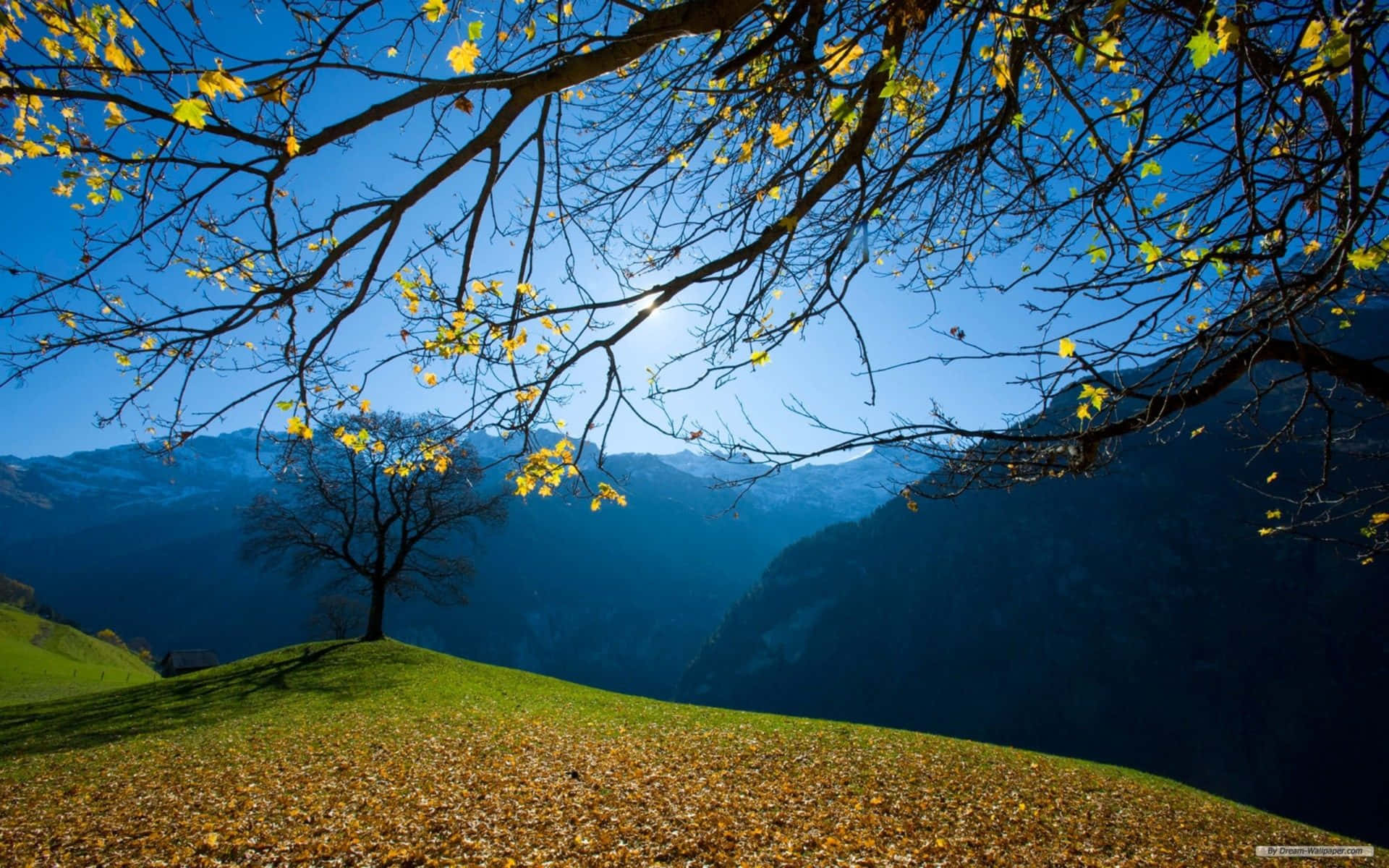 golden autumn leaves, lone tree, grassy hill, Full HD Desktop Wallpaper