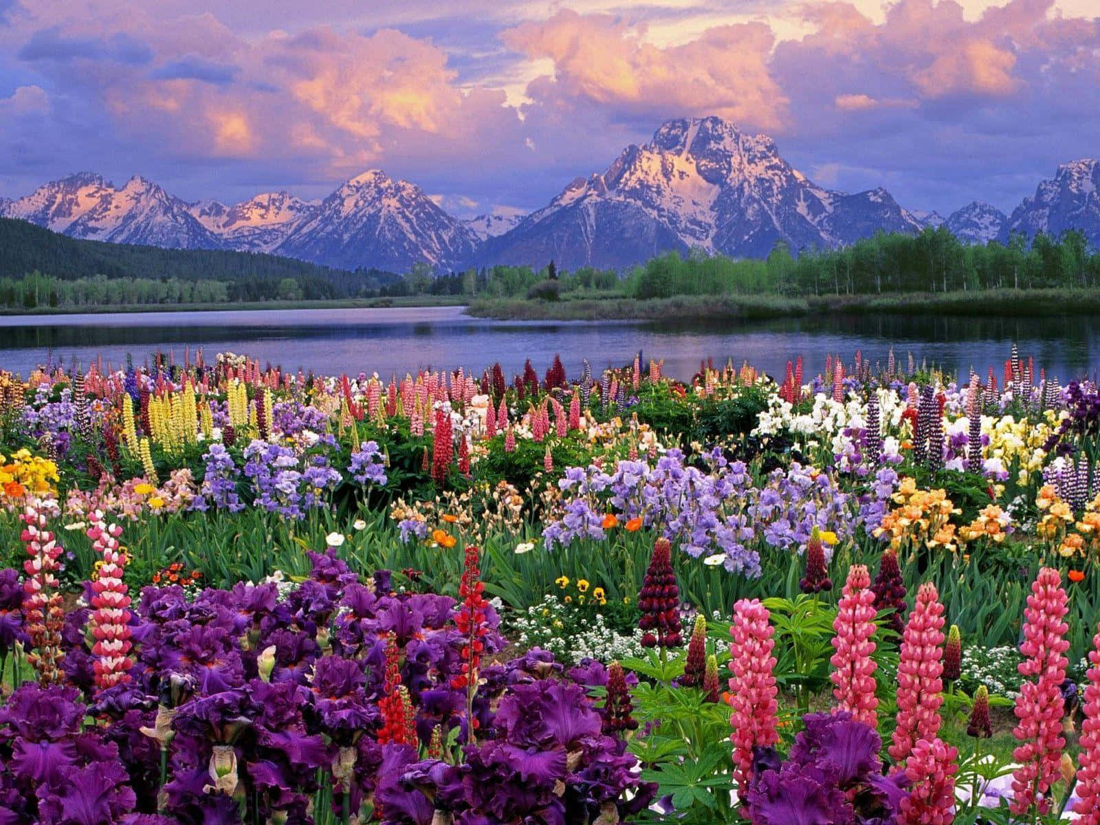 lupine flowers, snow-capped mountains, calm lake, HD Desktop Wallpaper