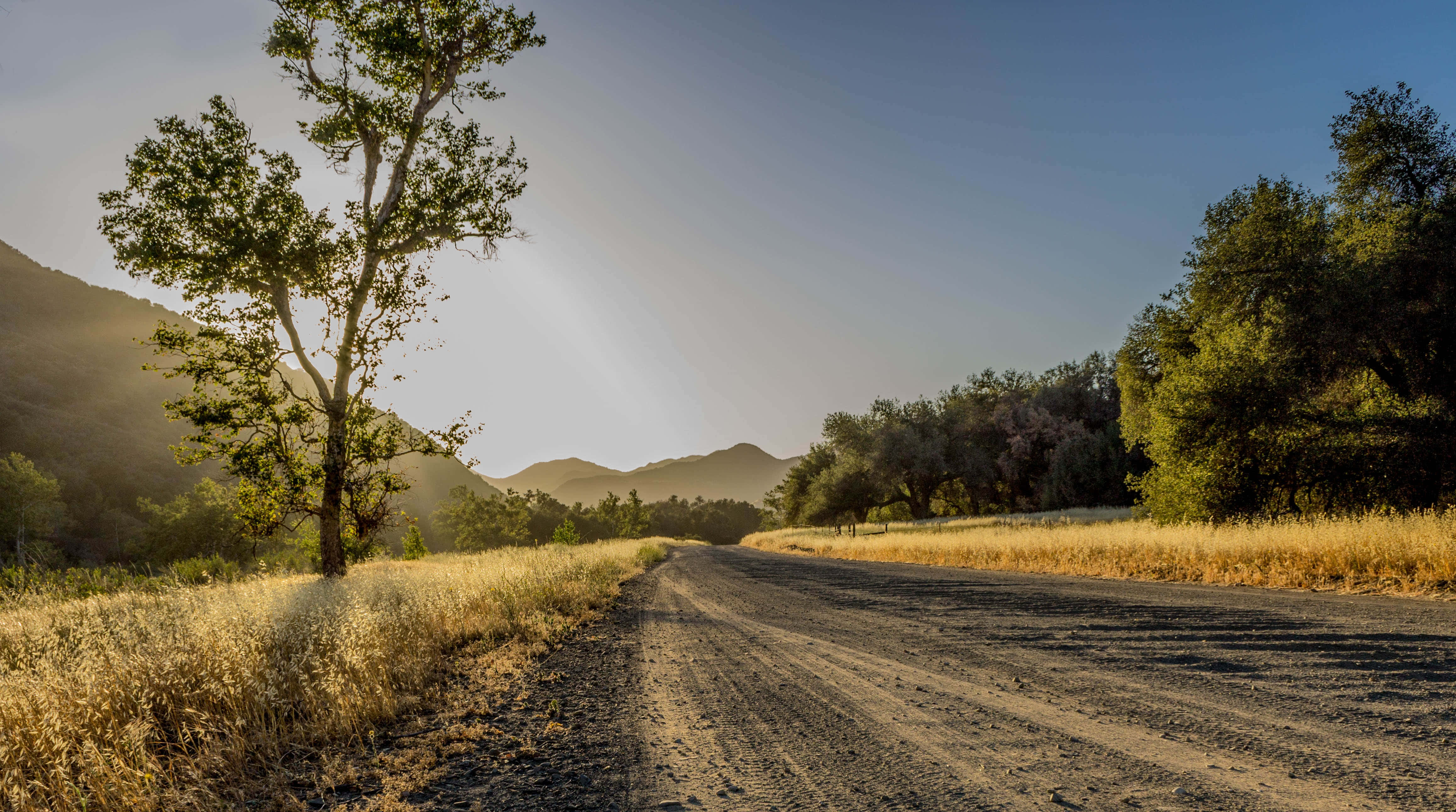 sunlit dirt road, golden grasslands, trees, 4K Desktop Wallpaper