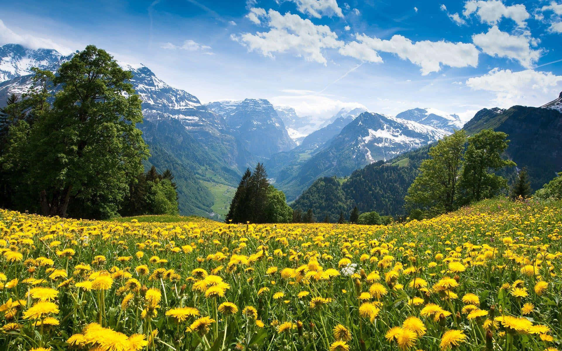yellow dandelions, snow-capped mountains, bright blue sky, Full HD Desktop Wallpaper