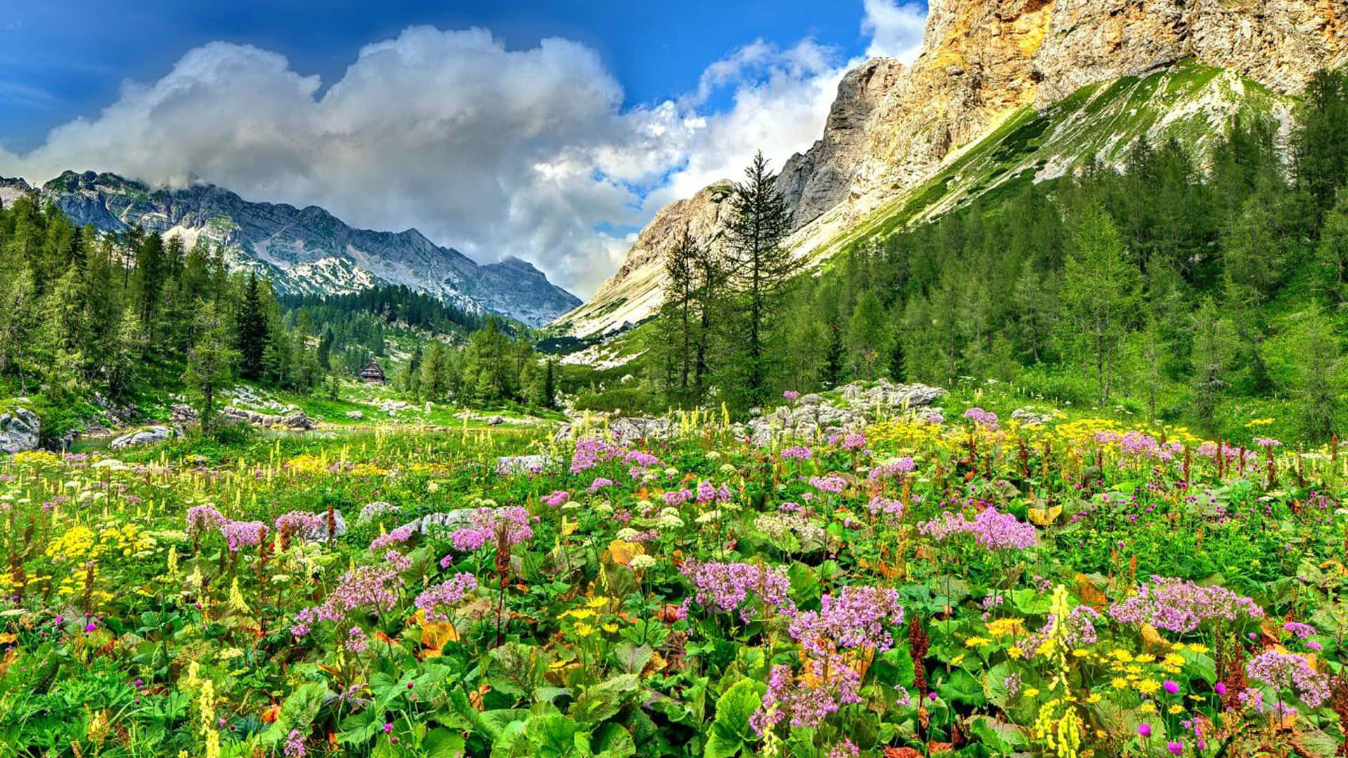 Awakening in the Mountains, alpine meadow, rocky mountains, Full HD Desktop Wallpaper