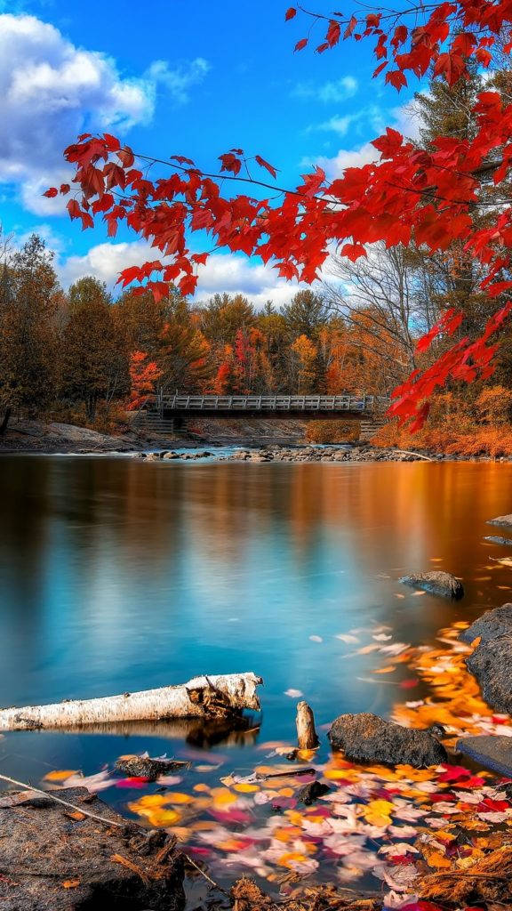 mesmerising sunset, mountains, vibrant red maple leaves, SD Phone Wallpaper