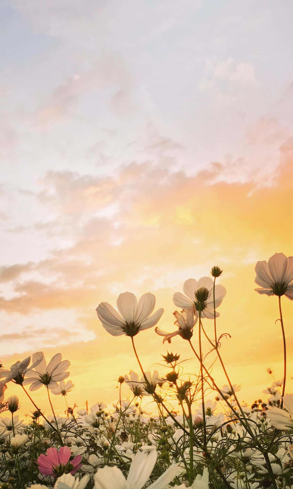Cosmos flowers, golden sunset sky, soft pastel clouds, Full HD Phone Wallpaper