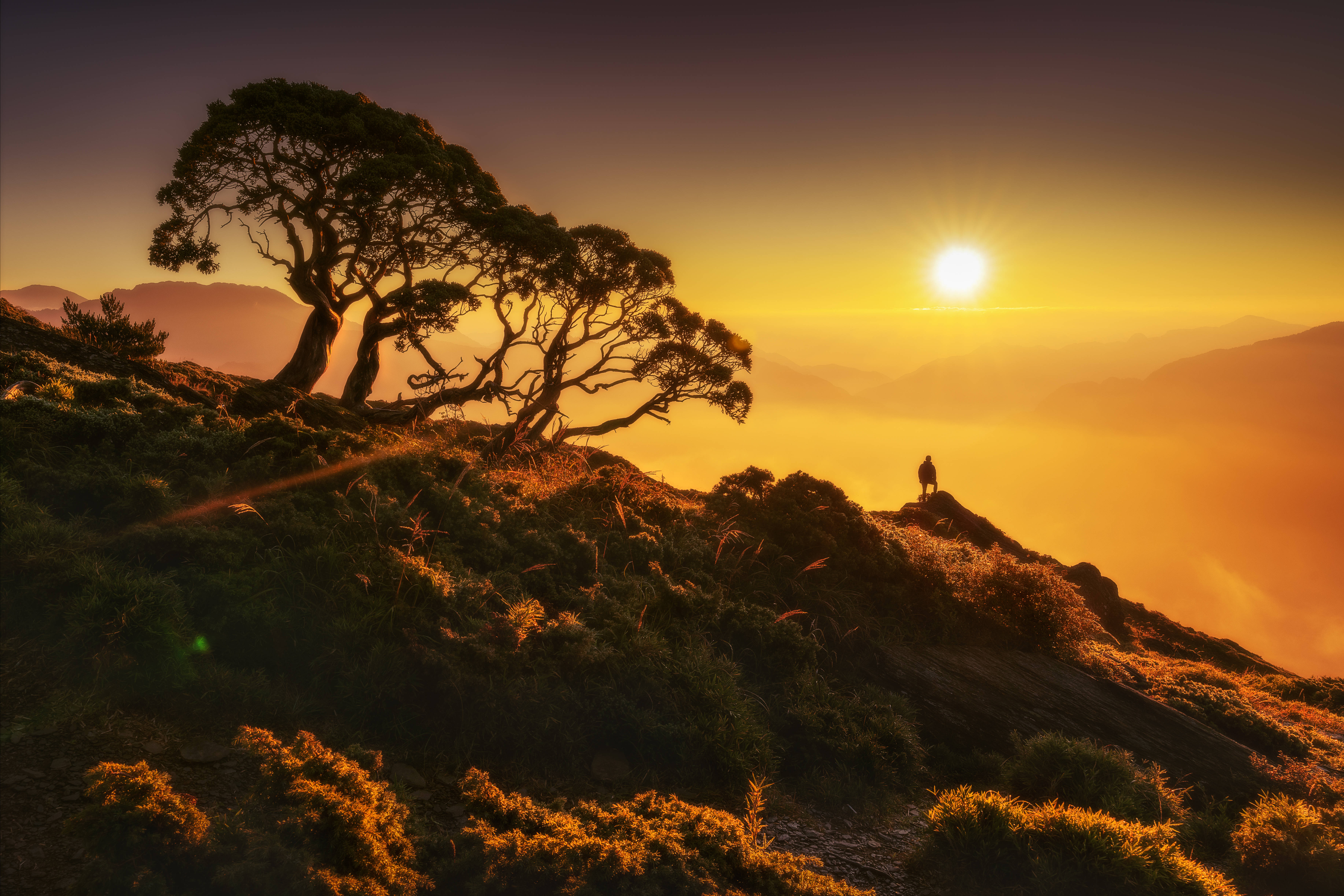 sunrise, misty mountain ridge, windswept tree, 5K Desktop Wallpaper
